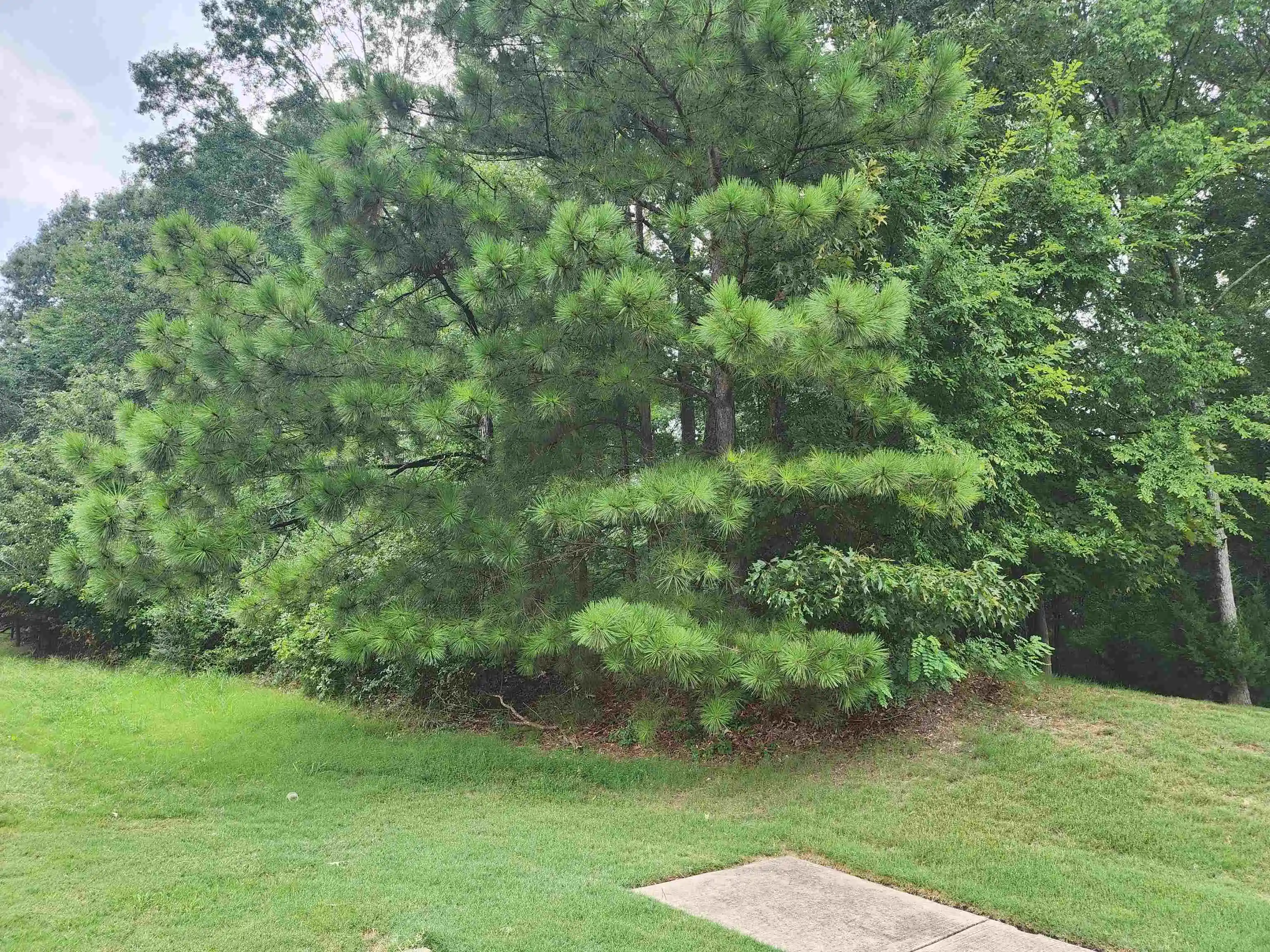 Photo 2 of Land for sale at 0 Hayes Rd, Arlington, TN 38002 | MLS# 10226970 | Listing updated on 2026-07-26