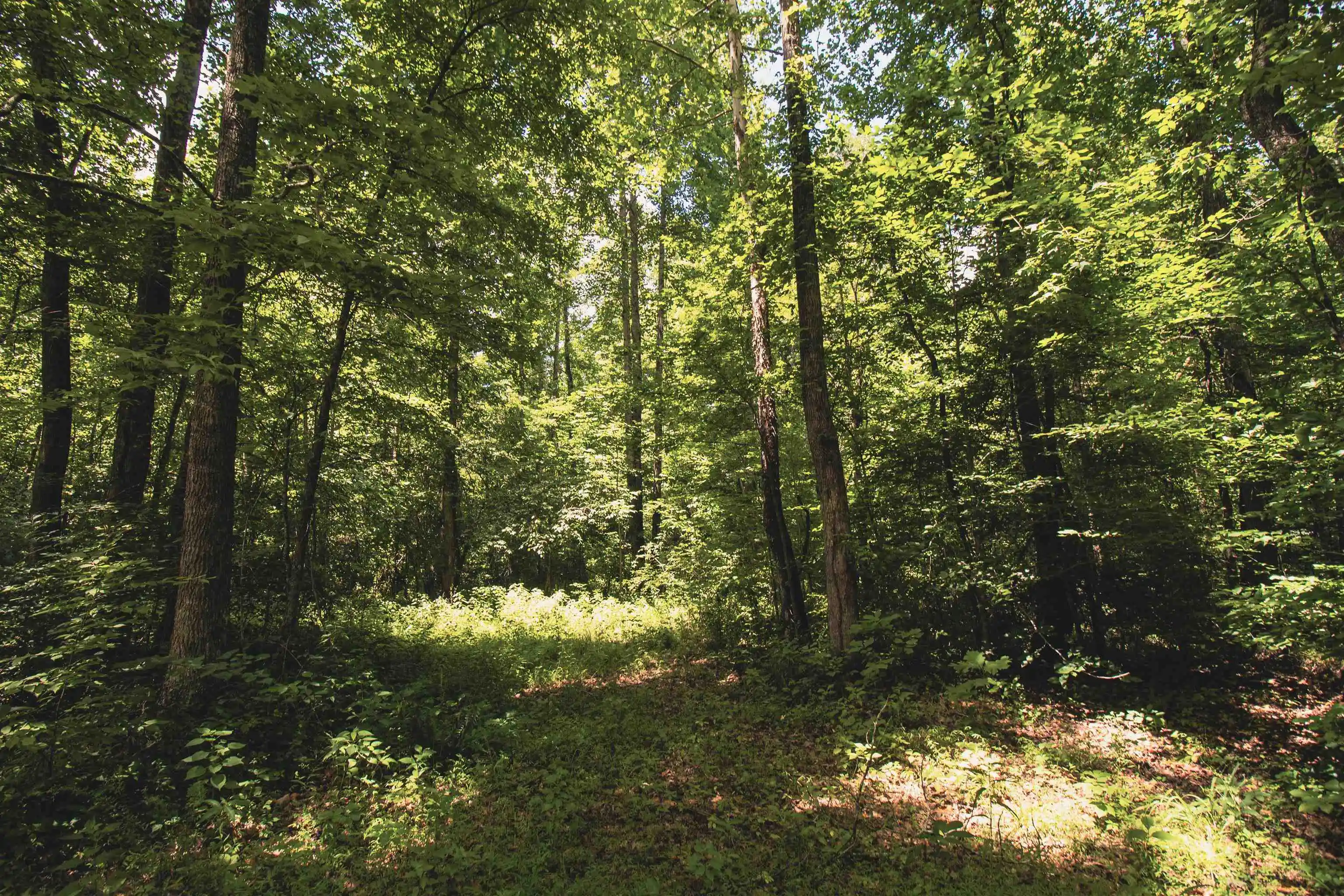 2nd image of 00 100 Hwy, Toone, TN 38381 | MLS# 10227004