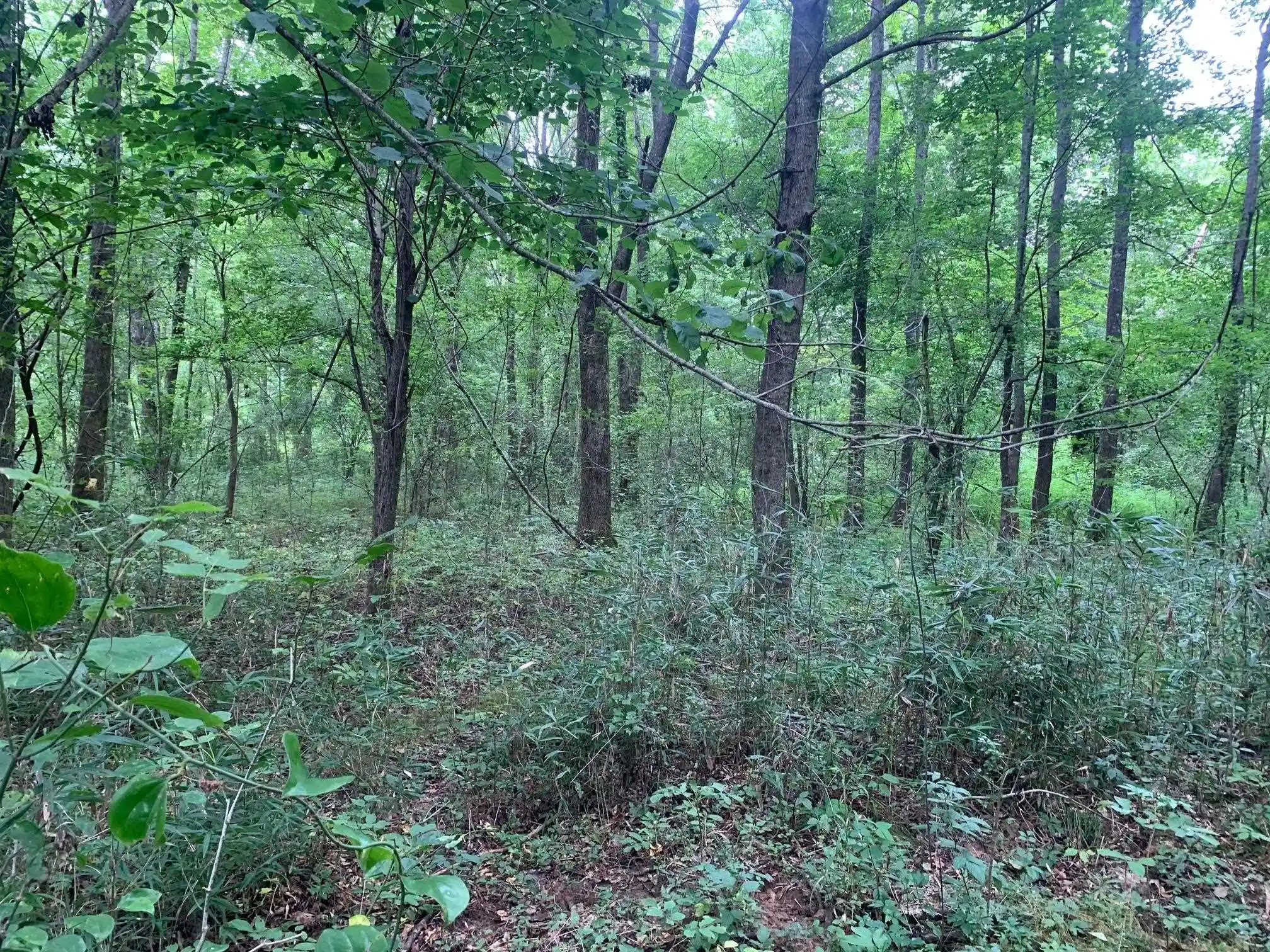 3rd image of 0 Hwy 57 Hwy, Ramer, TN 38367 | MLS# 10227139