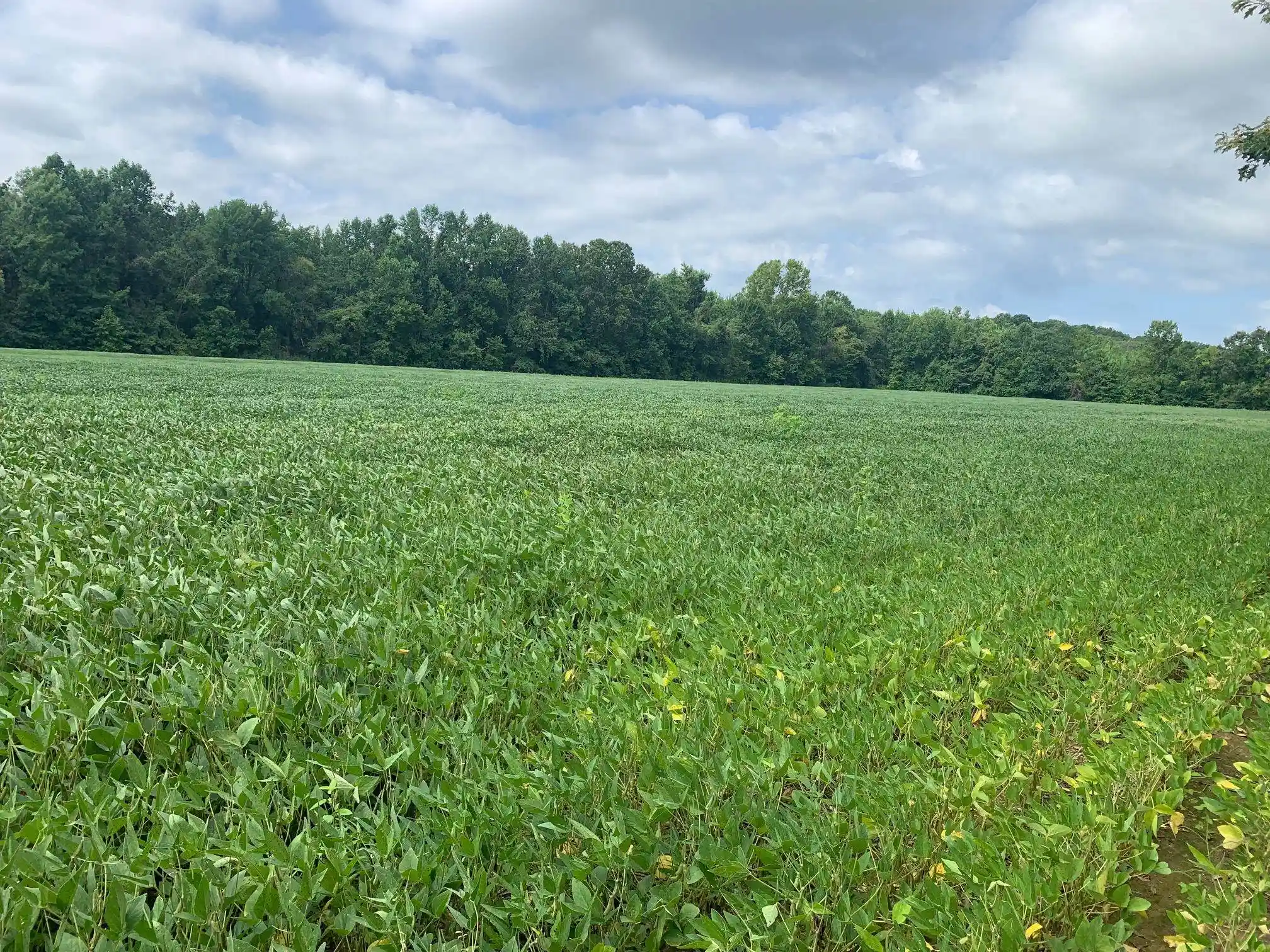 4th image of 0 Hwy 57 Hwy, Ramer, TN 38367 | MLS# 10227139