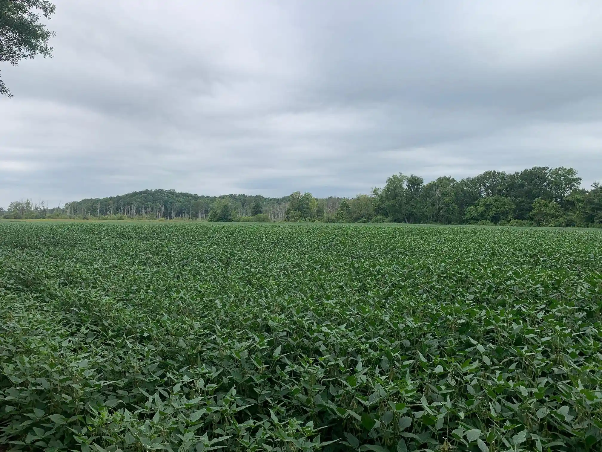 5th image of 0 Hwy 57 Hwy, Ramer, TN 38367 | MLS# 10227139