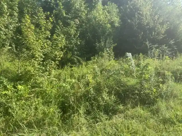 Photo 3 of Land for sale at Tract 4 Carroll Holw Rd, Waynesboro, TN 38485 | MLS# 10227529 | Listing updated on 2026-08-18