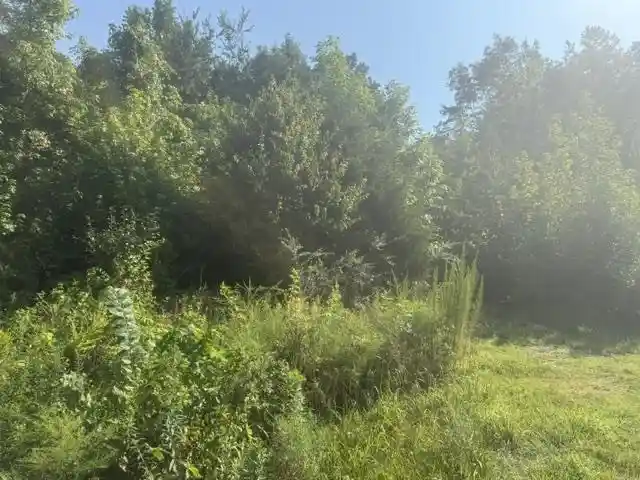 Photo 3 of Land for sale at Tract 4 Carroll Holw Rd, Waynesboro, TN 38485 | MLS# 10227529 | Listing updated on 2026-08-18