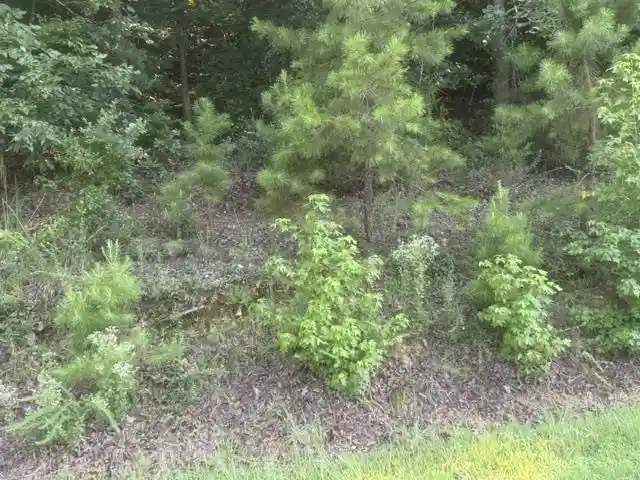 Photo 4 of Land for sale at Tract 5 Carroll Holw Rd, Waynesboro, TN 38485 | MLS# 10227530 | Listing updated on 2026-08-18
