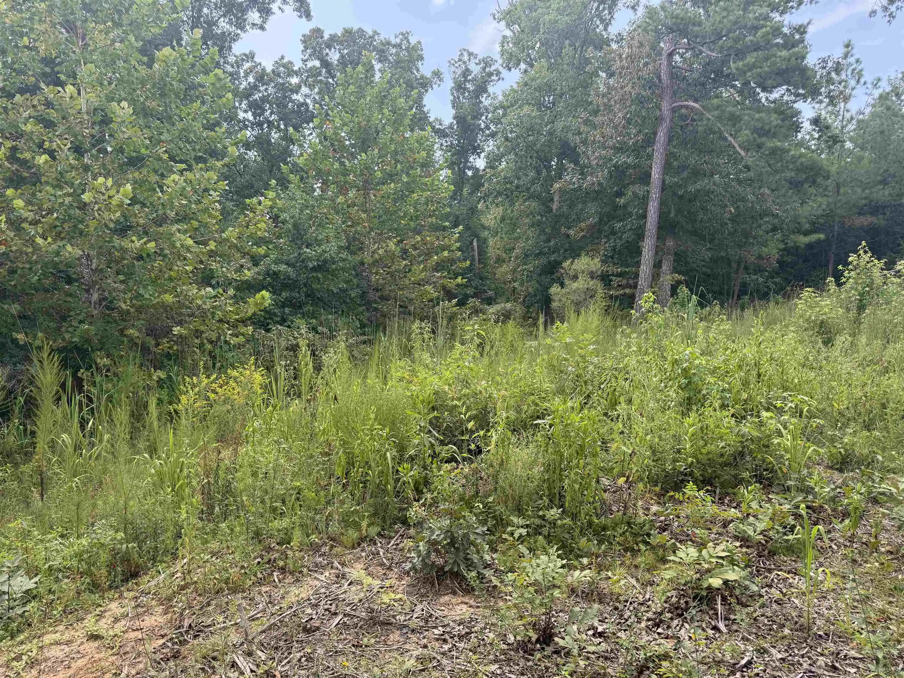 7th image of Rose Creek Rd, Selmer, TN 38375 | MLS# 10227852