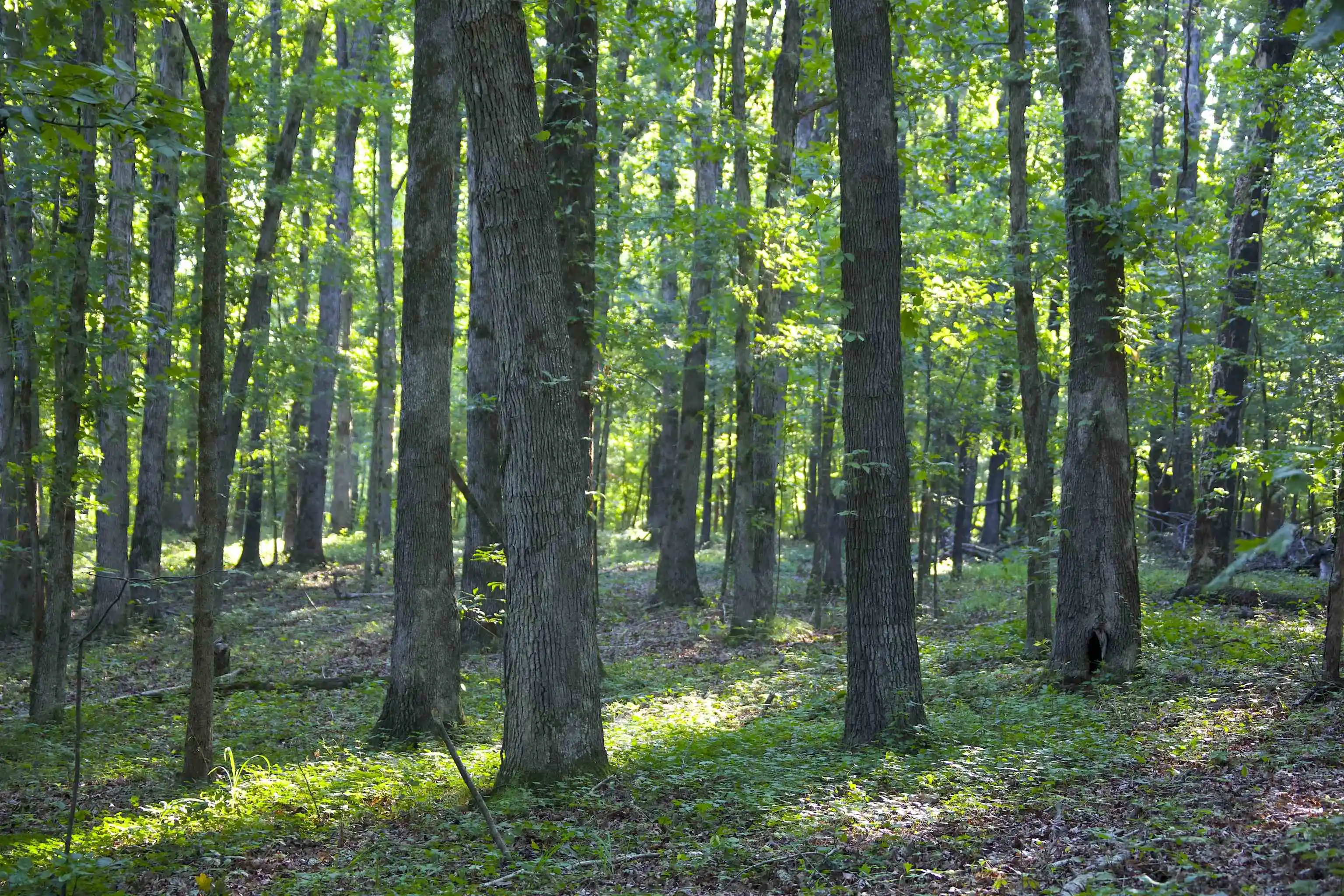 2nd image of 2530 West Fork Rd, Grand Junction, TN 38039 | MLS# 10227923