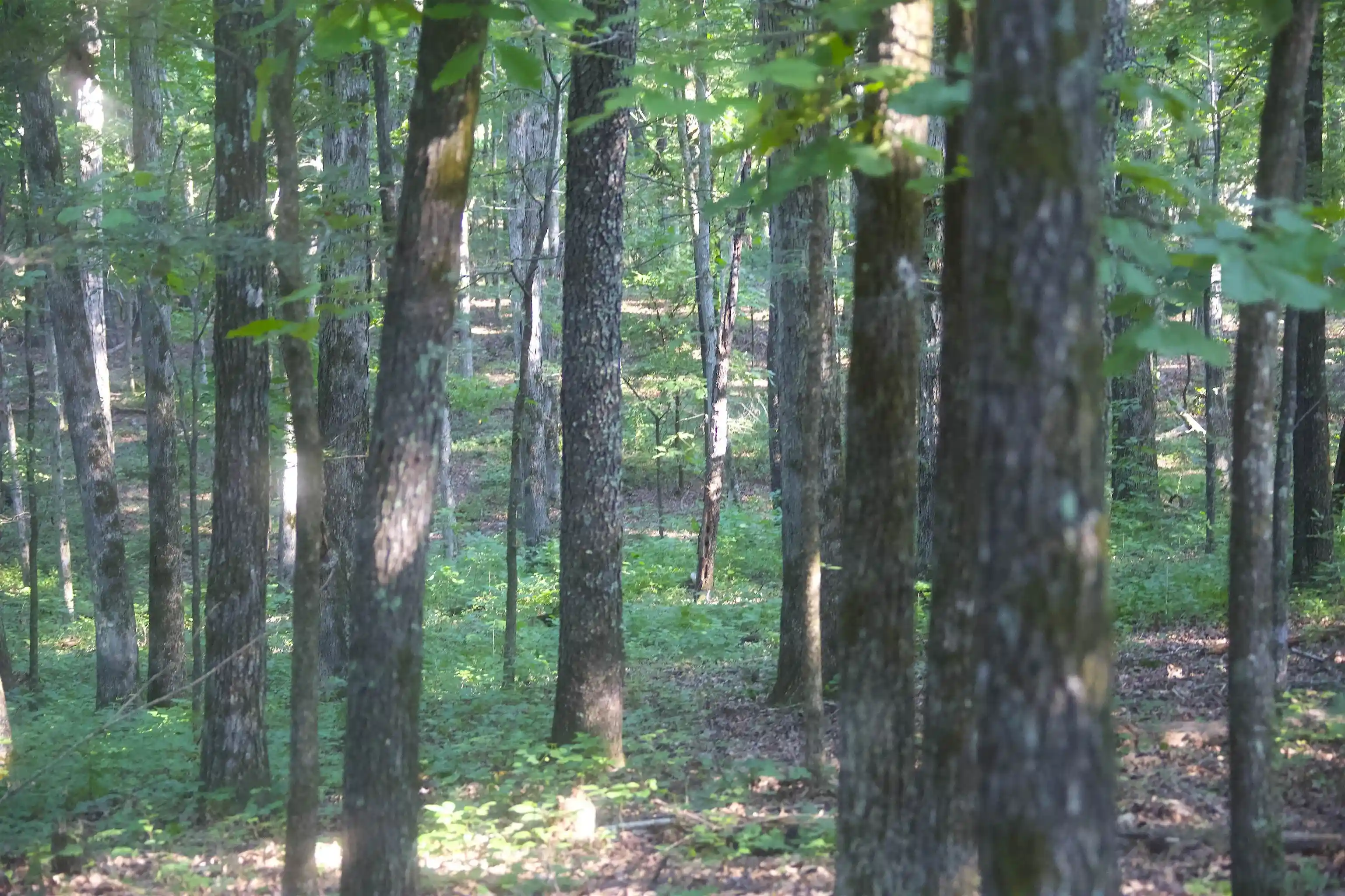 3rd image of 2530 West Fork Rd, Grand Junction, TN 38039 | MLS# 10227923