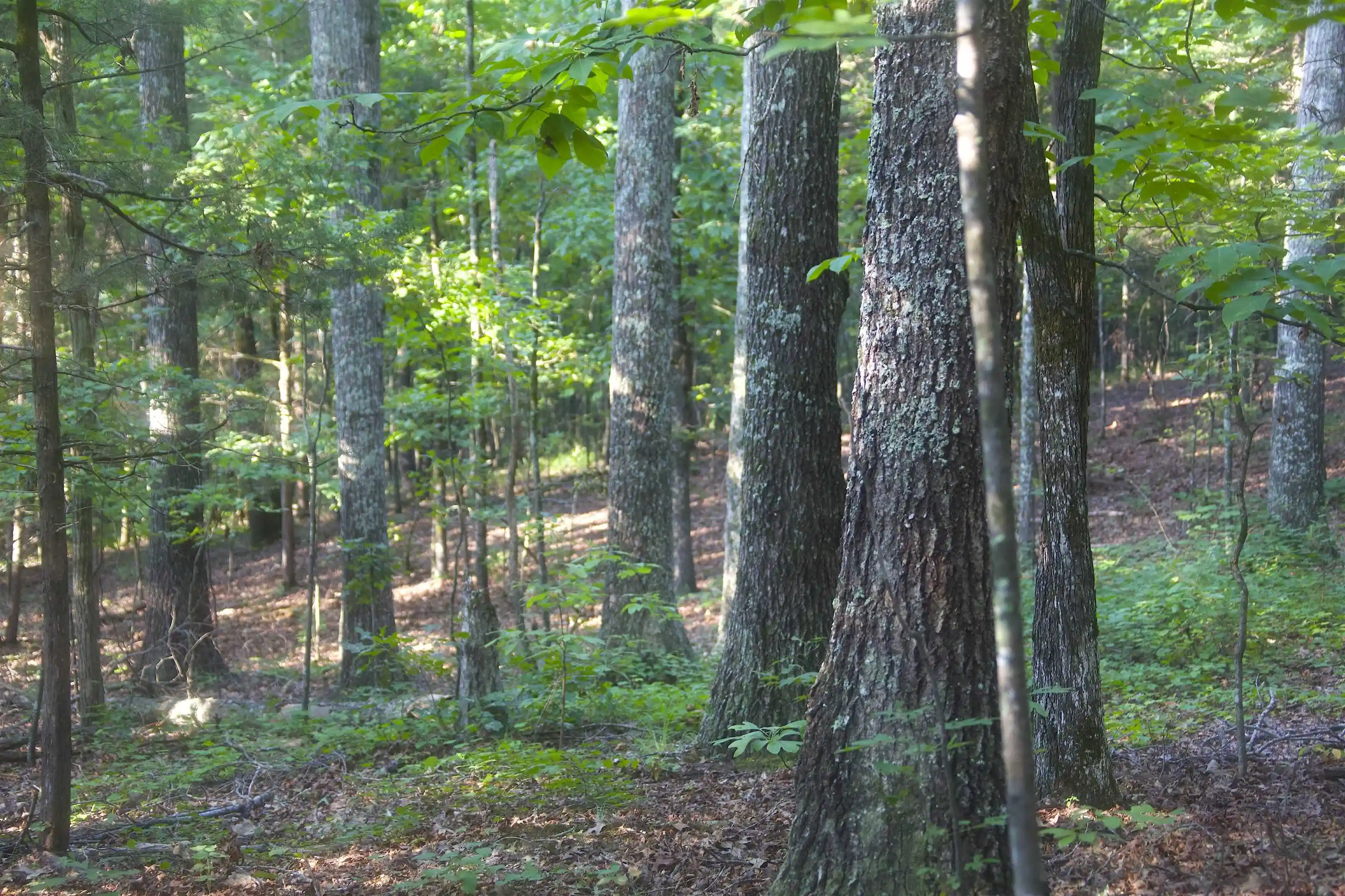 4th image of 2530 West Fork Rd, Grand Junction, TN 38039 | MLS# 10227923