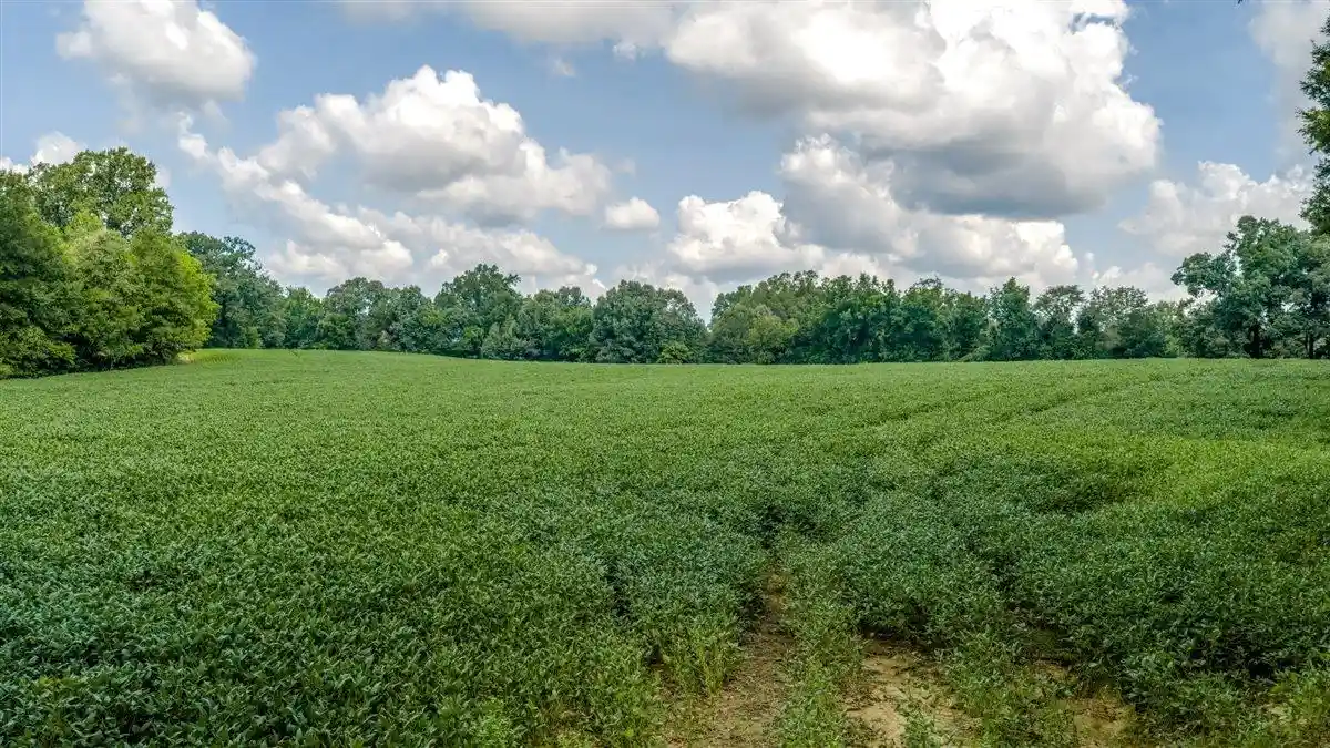 5th image of 00 Thorpe Dr, Mason, TN 38049 | MLS# 10228012