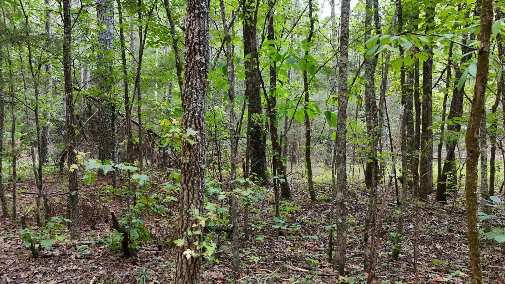 Photo 2 of Land for sale at 0 Blevins Dr, Guys, TN 38339 | MLS# 10228151 | Listing updated on 2026-09-10