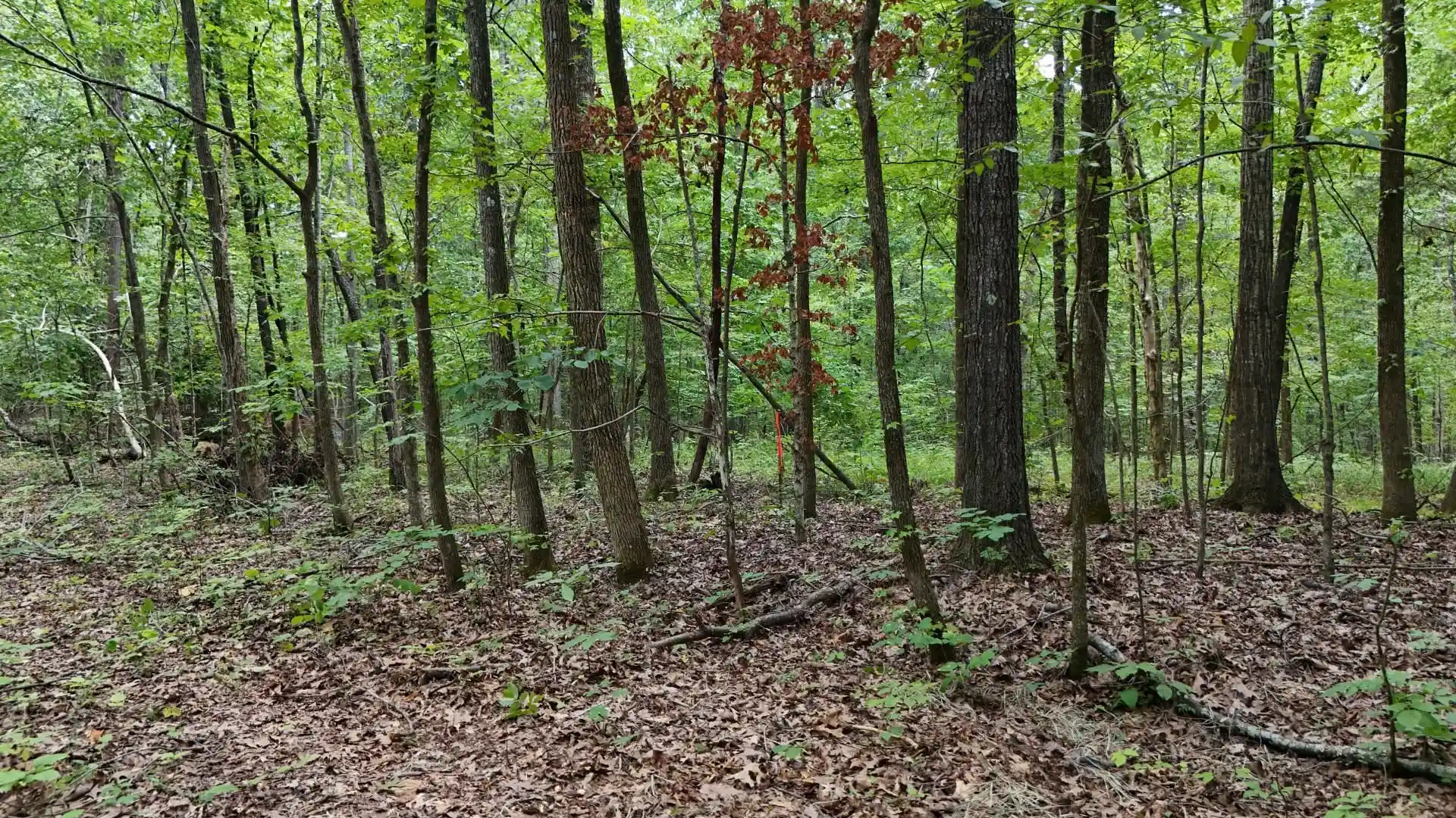 Photo 3 of Land for sale at 0 Blevins Dr, Guys, TN 38339 | MLS# 10228151 | Listing updated on 2026-09-10