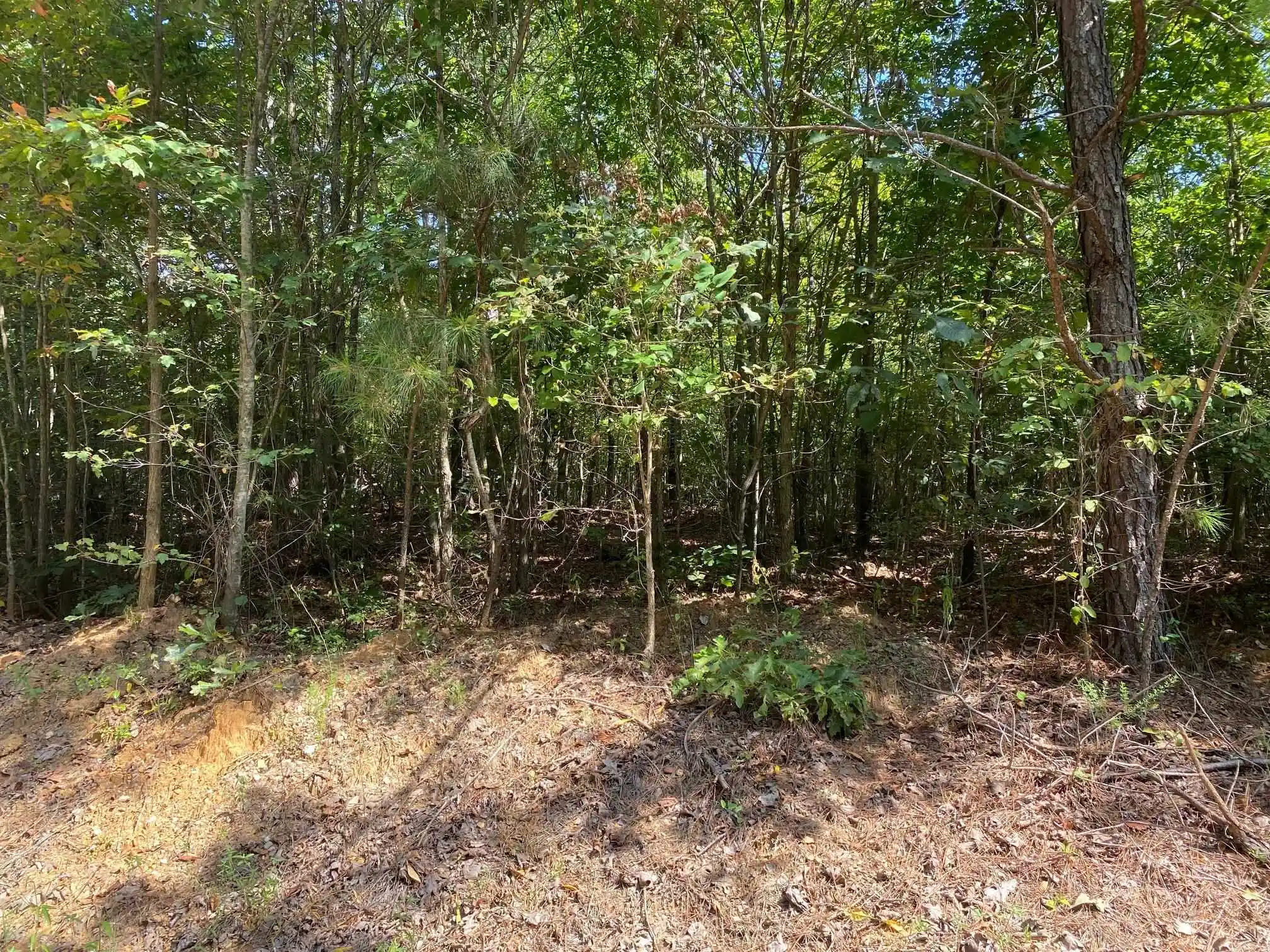 11th image of Otis Paine Rd, Bethel Springs, TN 38315 | MLS# 10228885