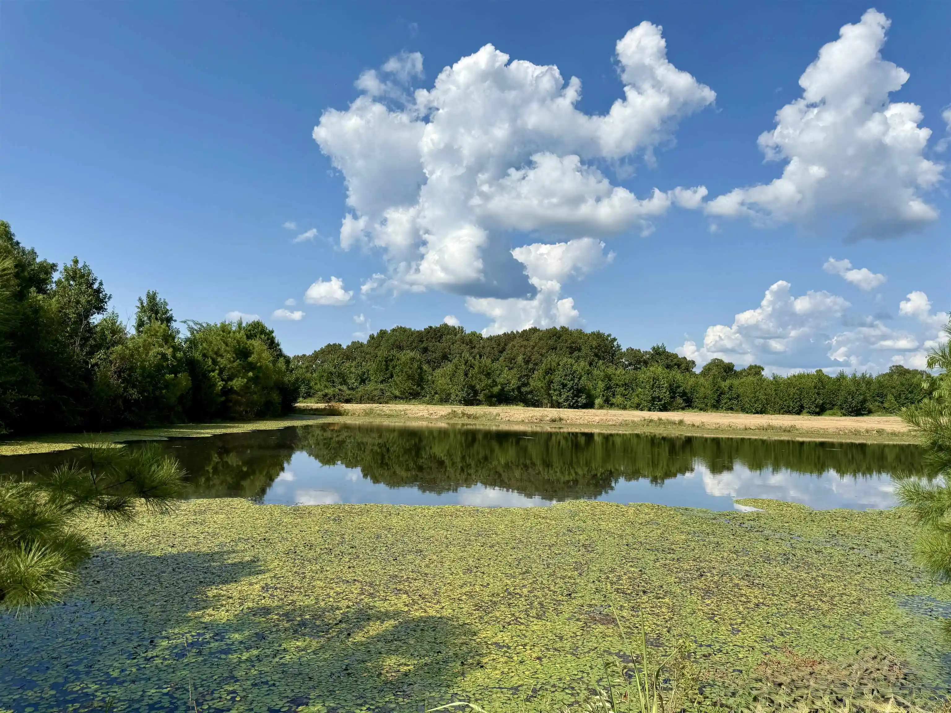 Photo 4 of Land for sale at 2360 Burnette Rd, Williston, TN 38076 | MLS# 10229490 | Listing updated on 2026-09-19