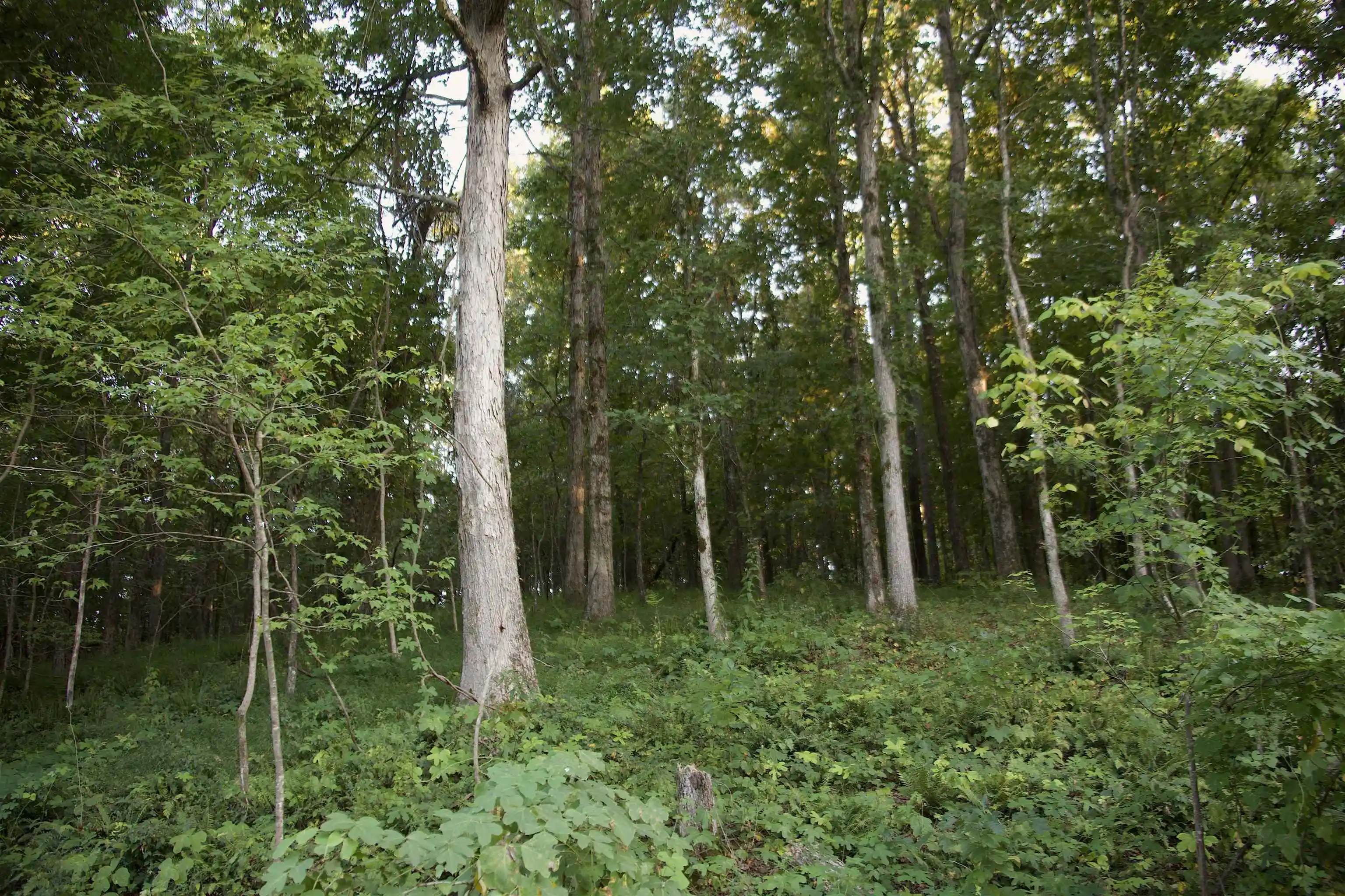 Photo 3 of Land for sale at 2797 Hardaway Church Rd, Michigan City, MS 38647 | MLS# 10229579 | Listing updated on 2026-09-02