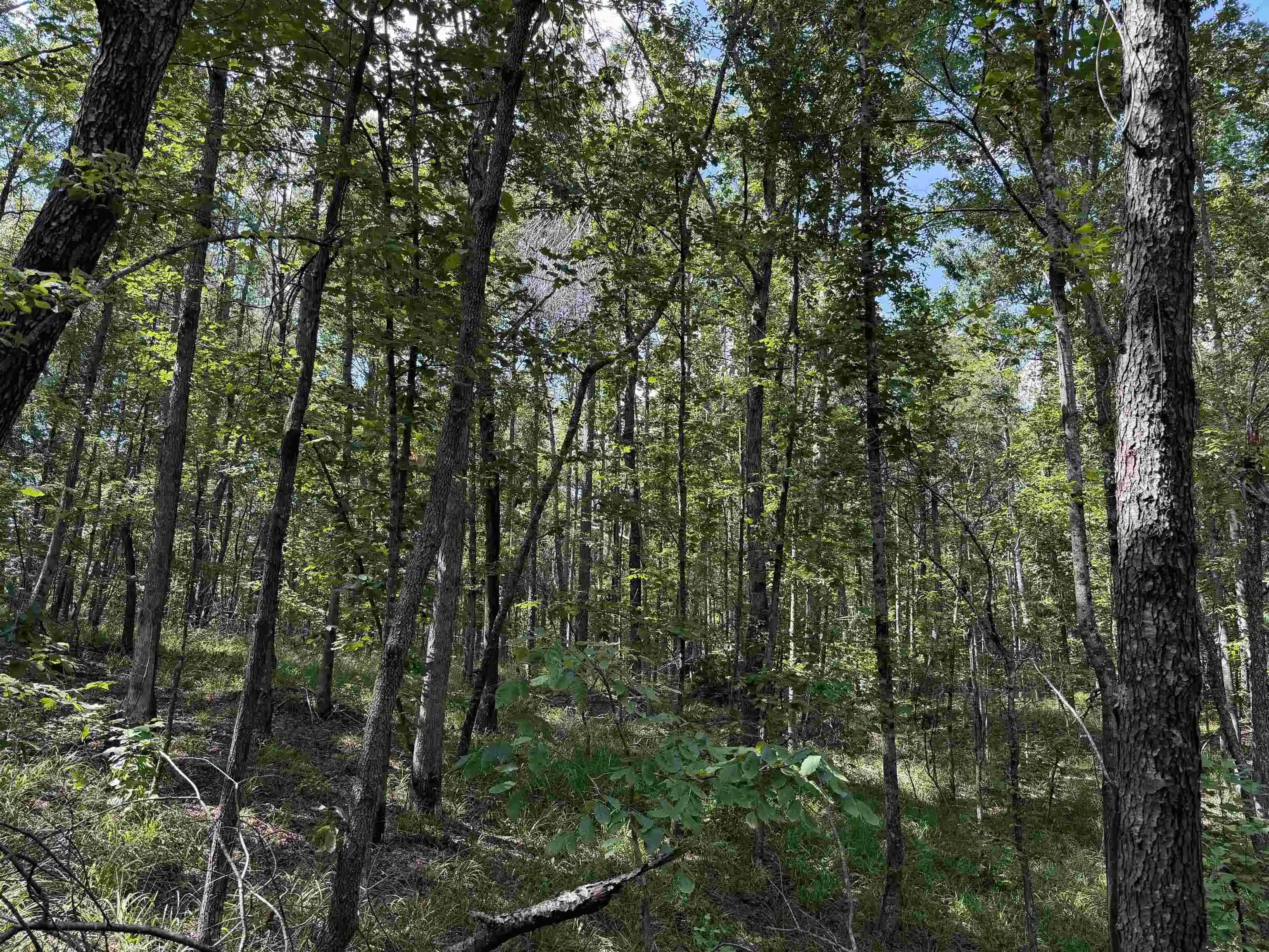 Photo 2 of Land for sale at 0 Megan Ln, Savannah, TN 38372 | MLS# 10230126 | Listing updated on 2026-09-10