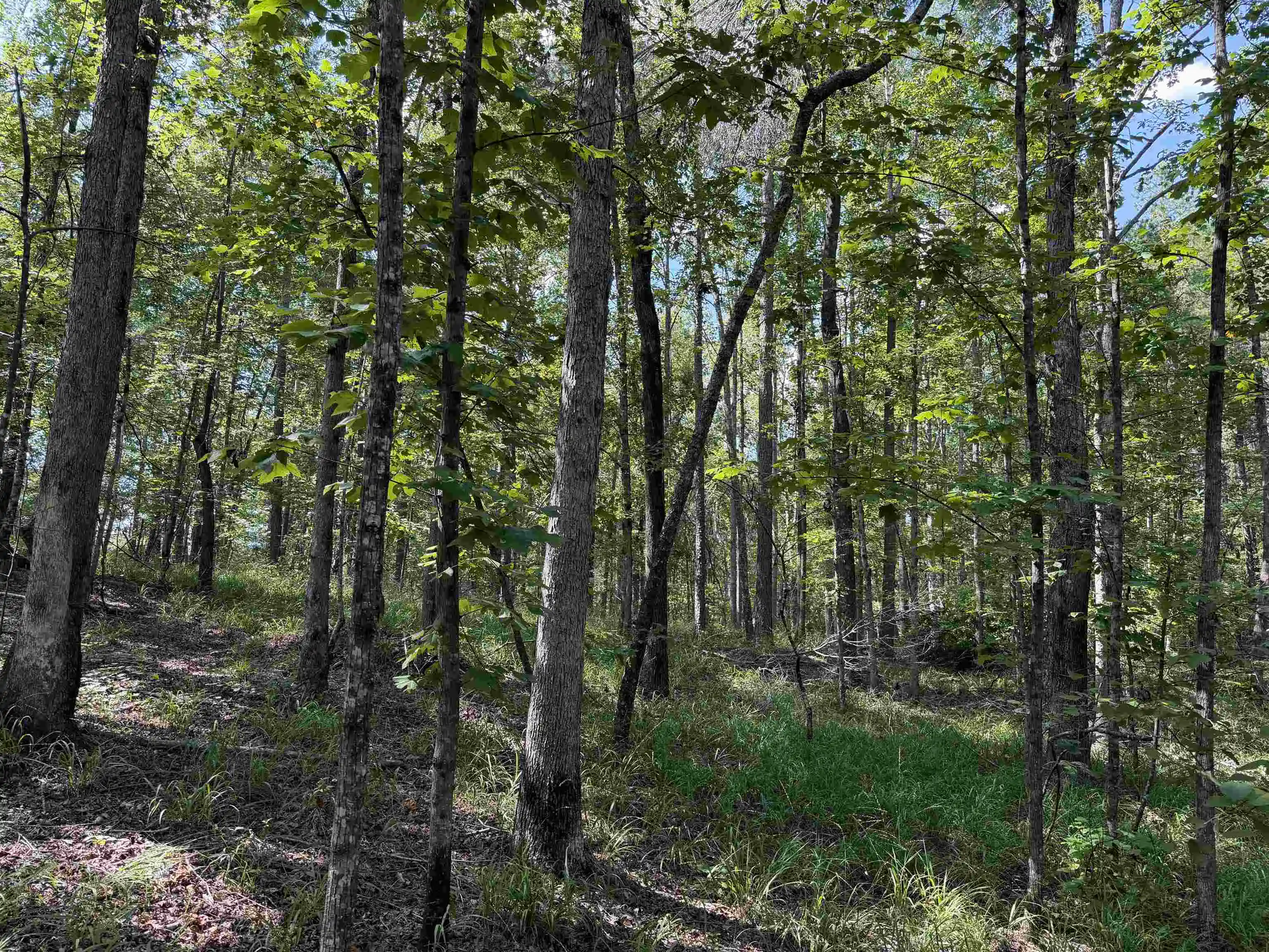 Photo 3 of Land for sale at 0 Megan Ln, Savannah, TN 38372 | MLS# 10230126 | Listing updated on 2026-09-10