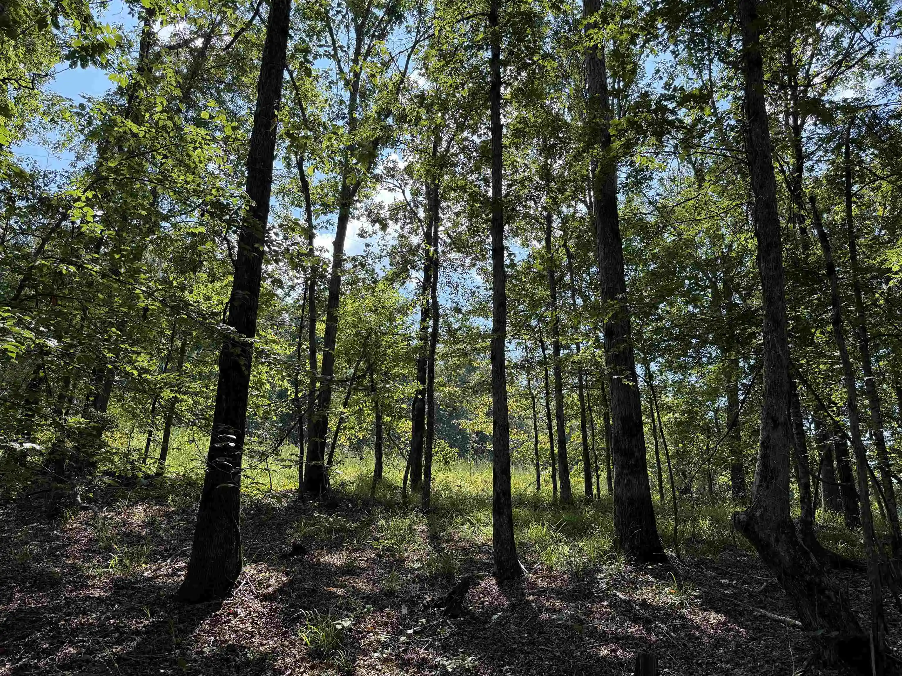 Photo 3 of Land for sale at 0 Megan Ln, Savannah, TN 38372 | MLS# 10230126 | Listing updated on 2026-09-10