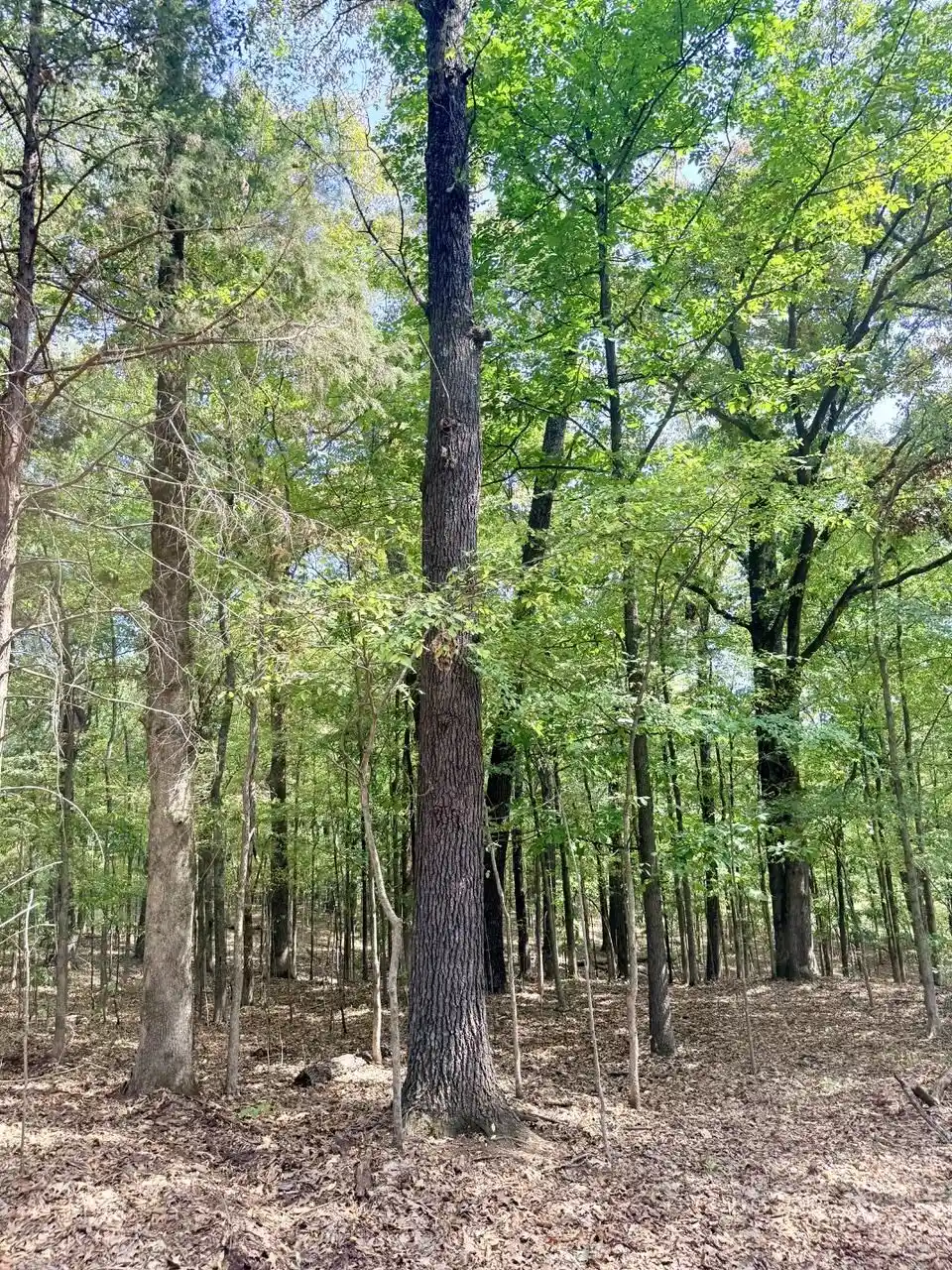 Photo 2 of Land for sale at 10 Antwine Rd, Gadsden, TN 38337 | MLS# 10230279 | Listing updated on 2026-09-14