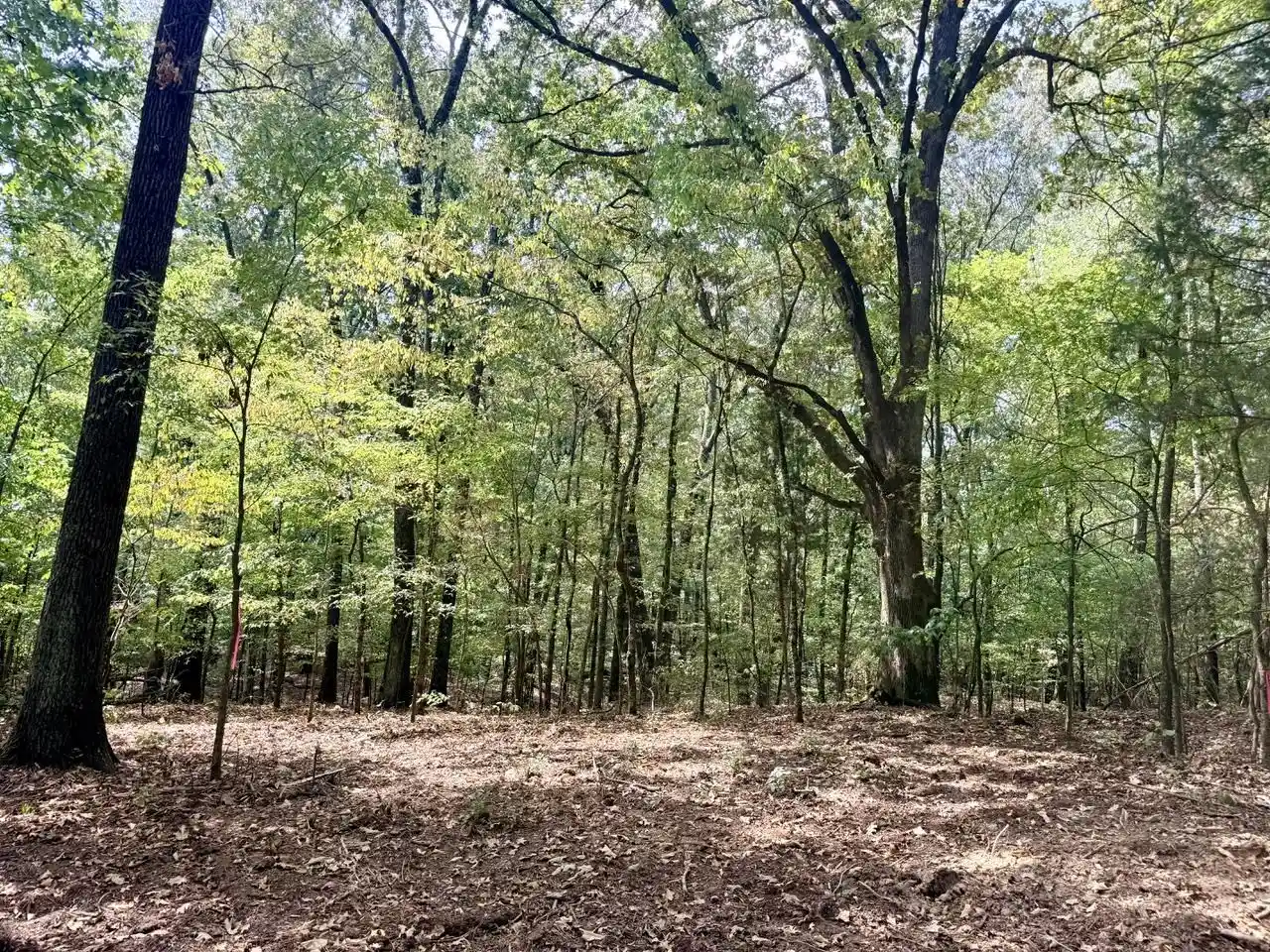 Photo 4 of Land for sale at 10 Antwine Rd, Gadsden, TN 38337 | MLS# 10230279 | Listing updated on 2026-09-14