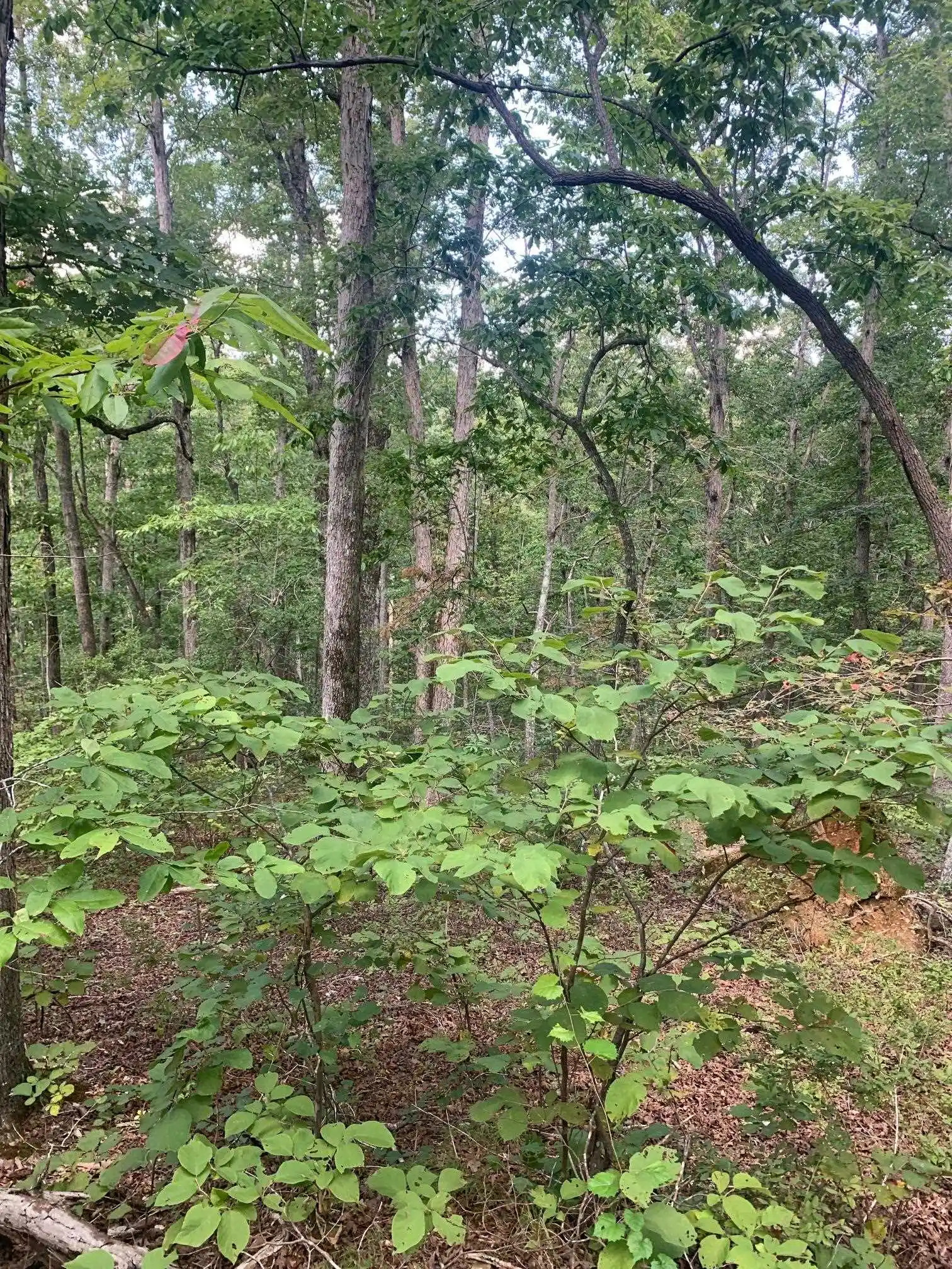 Photo 2 of Land for sale at 00 Wild Acres Rd, Holladay, TN 38341 | MLS# 10230284 | Listing updated on 2026-09-11