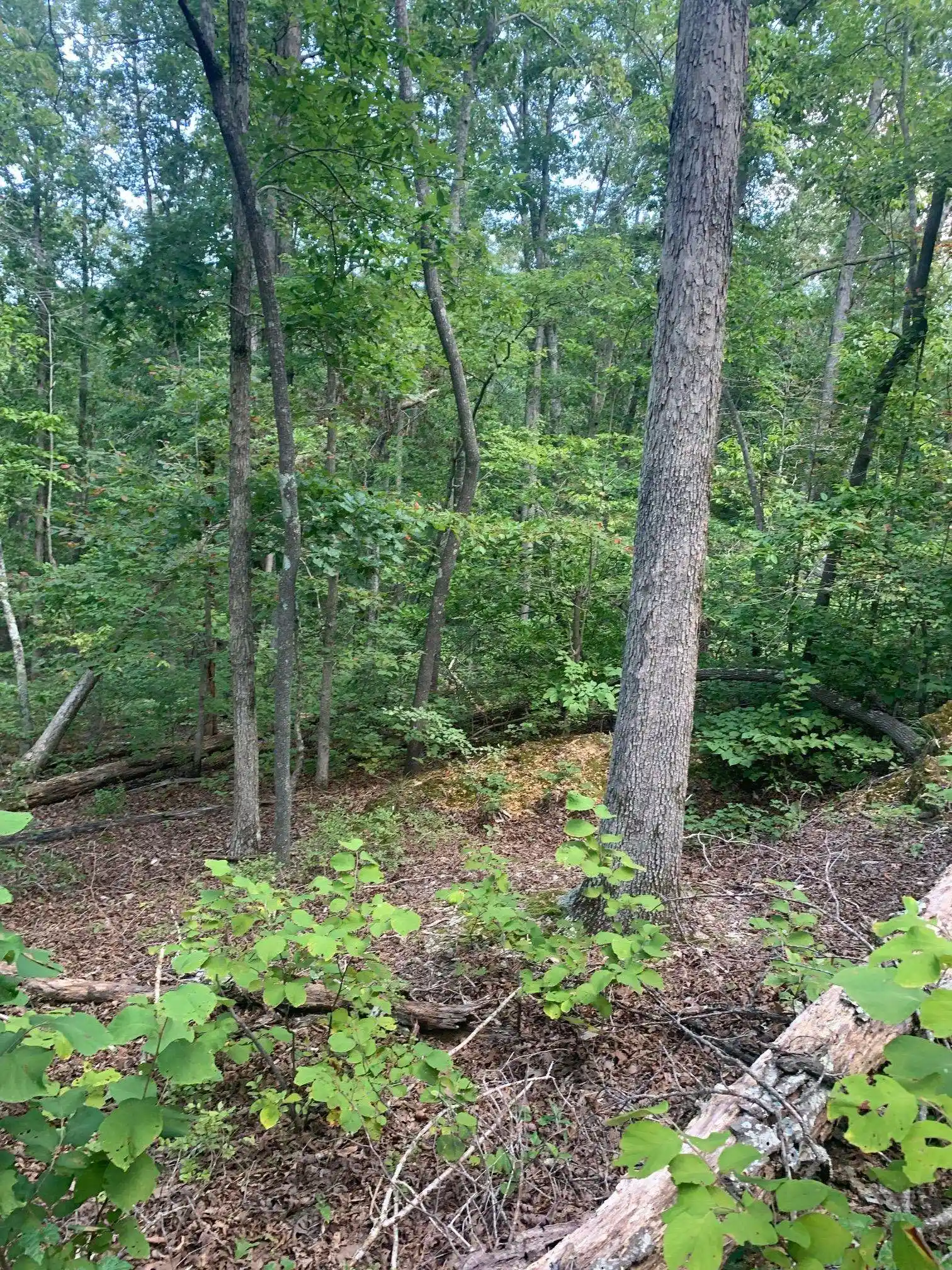 Photo 3 of Land for sale at 00 Wild Acres Rd, Holladay, TN 38341 | MLS# 10230284 | Listing updated on 2026-09-11