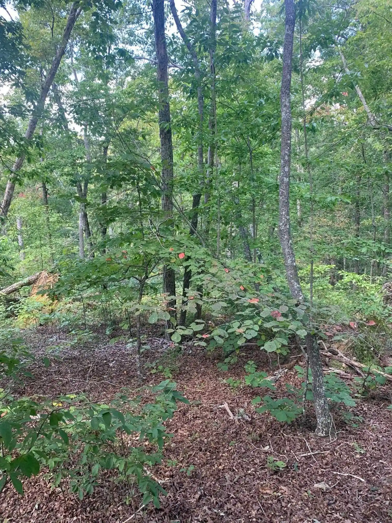 Photo 4 of Land for sale at 00 Wild Acres Rd, Holladay, TN 38341 | MLS# 10230284 | Listing updated on 2026-09-11