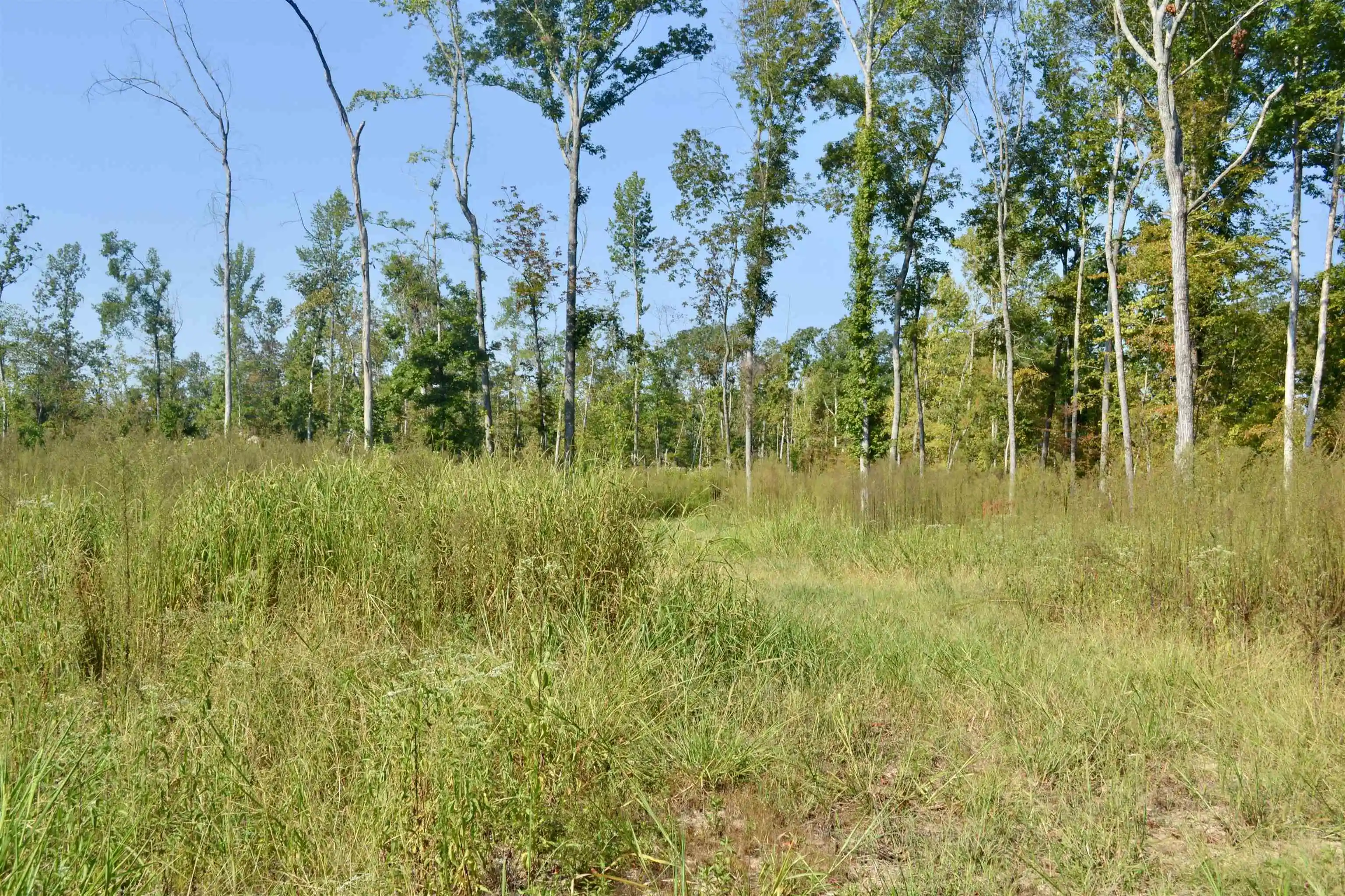 Photo 4 of Land for sale at 00 Estonallie Rd, Mercer, TN 38392 | MLS# 10230300 | Listing updated on 2026-09-11