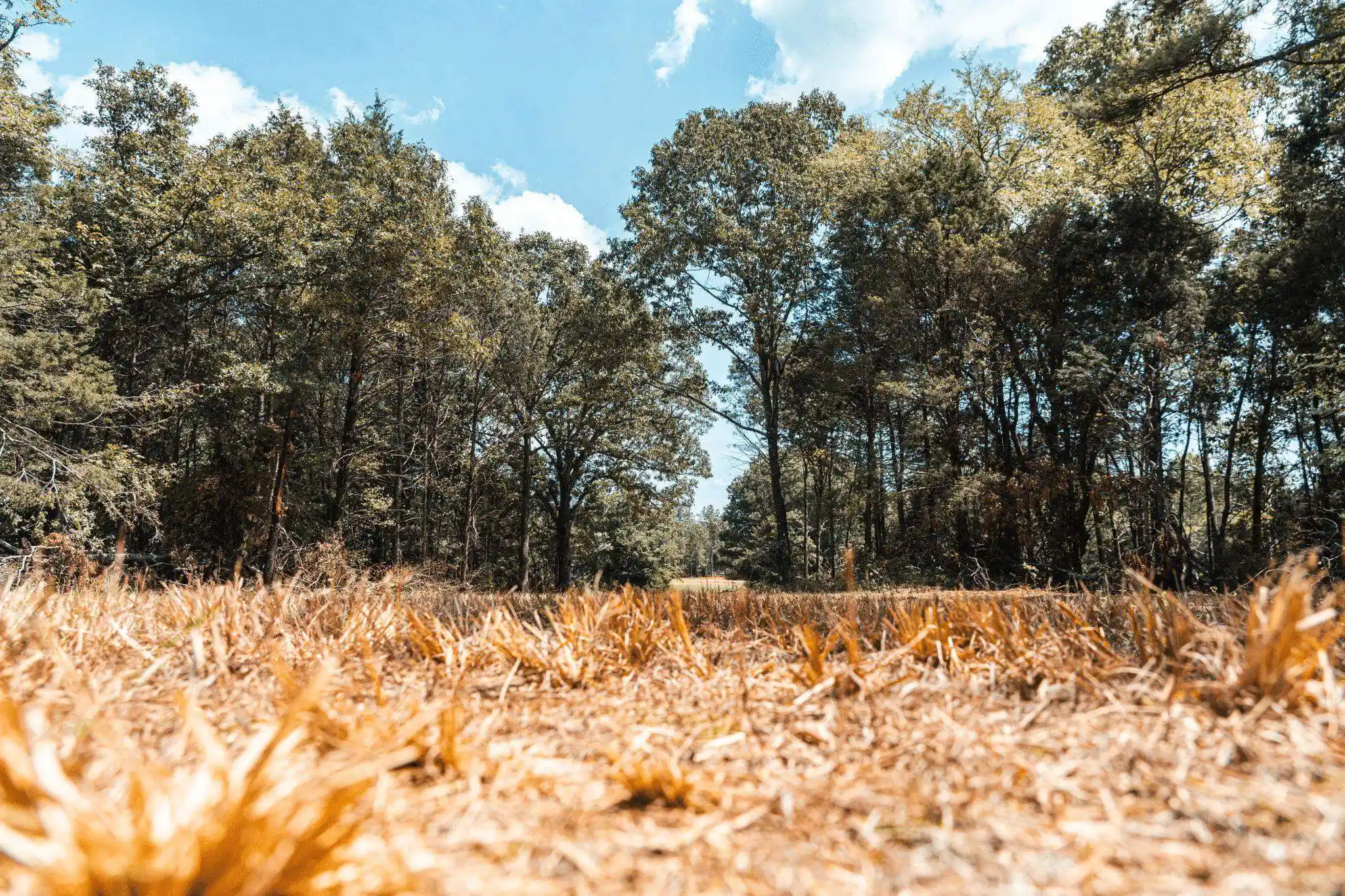 Photo 2 of Land for sale at 5955 Cloverport Rd, Toone, TN 38381 | MLS# 10230336 | Listing updated on 2026-09-12