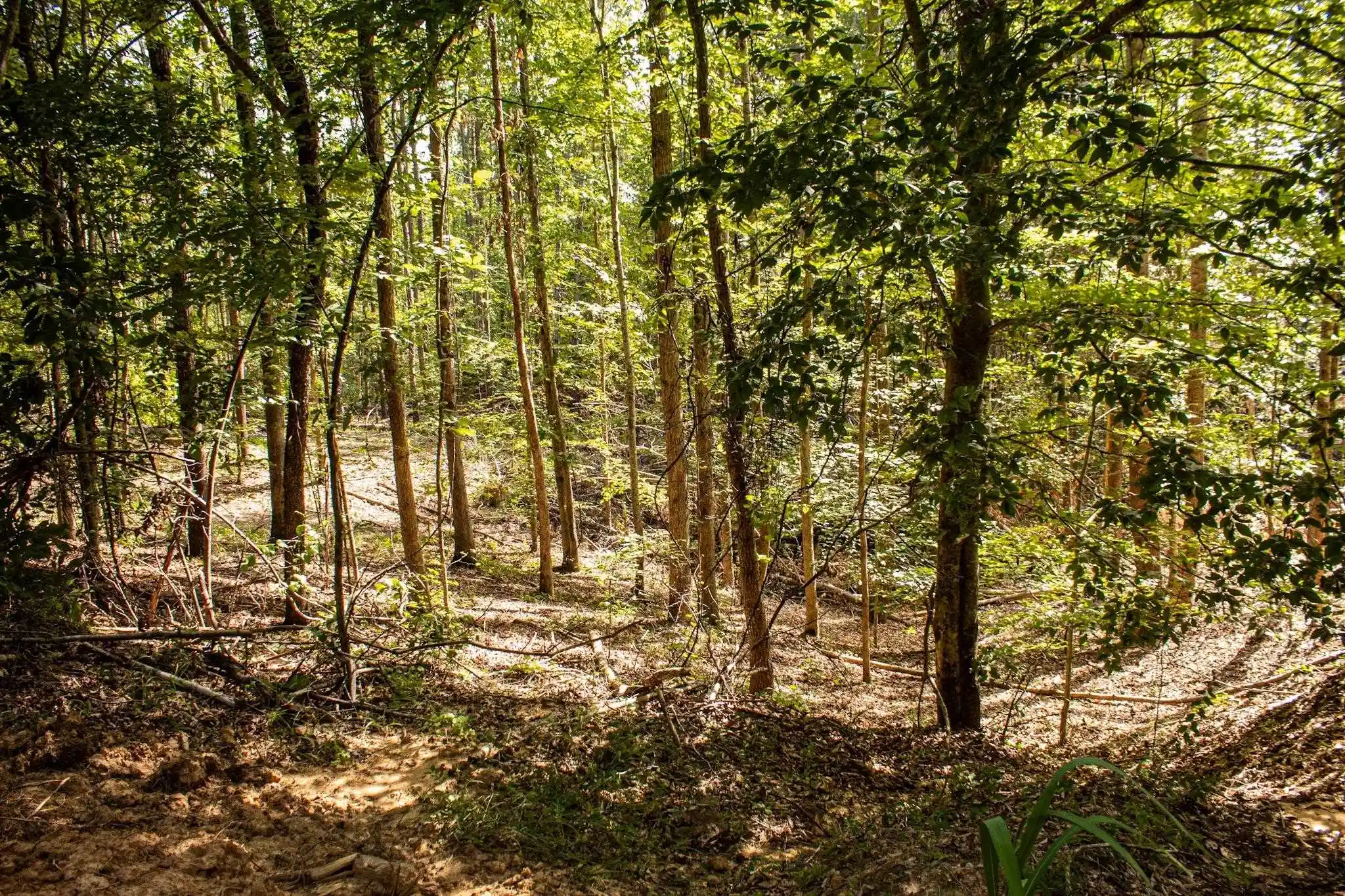 Photo 3 of Land for sale at 00 N Howell Rd, Hornsby, TN 38044 | MLS# 10230366 | Listing updated on 2026-09-13