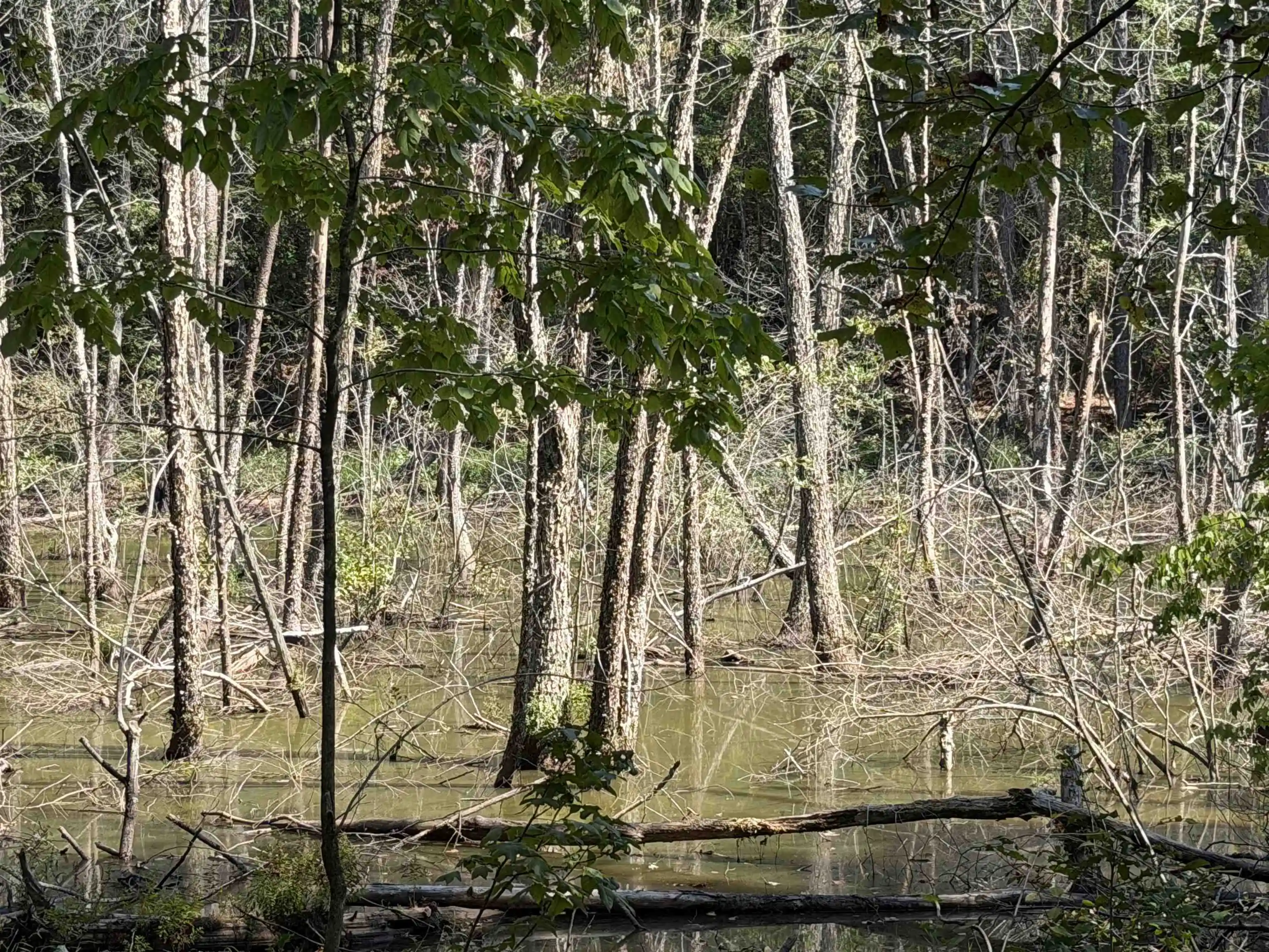 Photo 3 of Land for sale at 7905 Sain Rd, Bolivar, TN 38008 | MLS# 10231258 | Listing updated on 2026-09-28