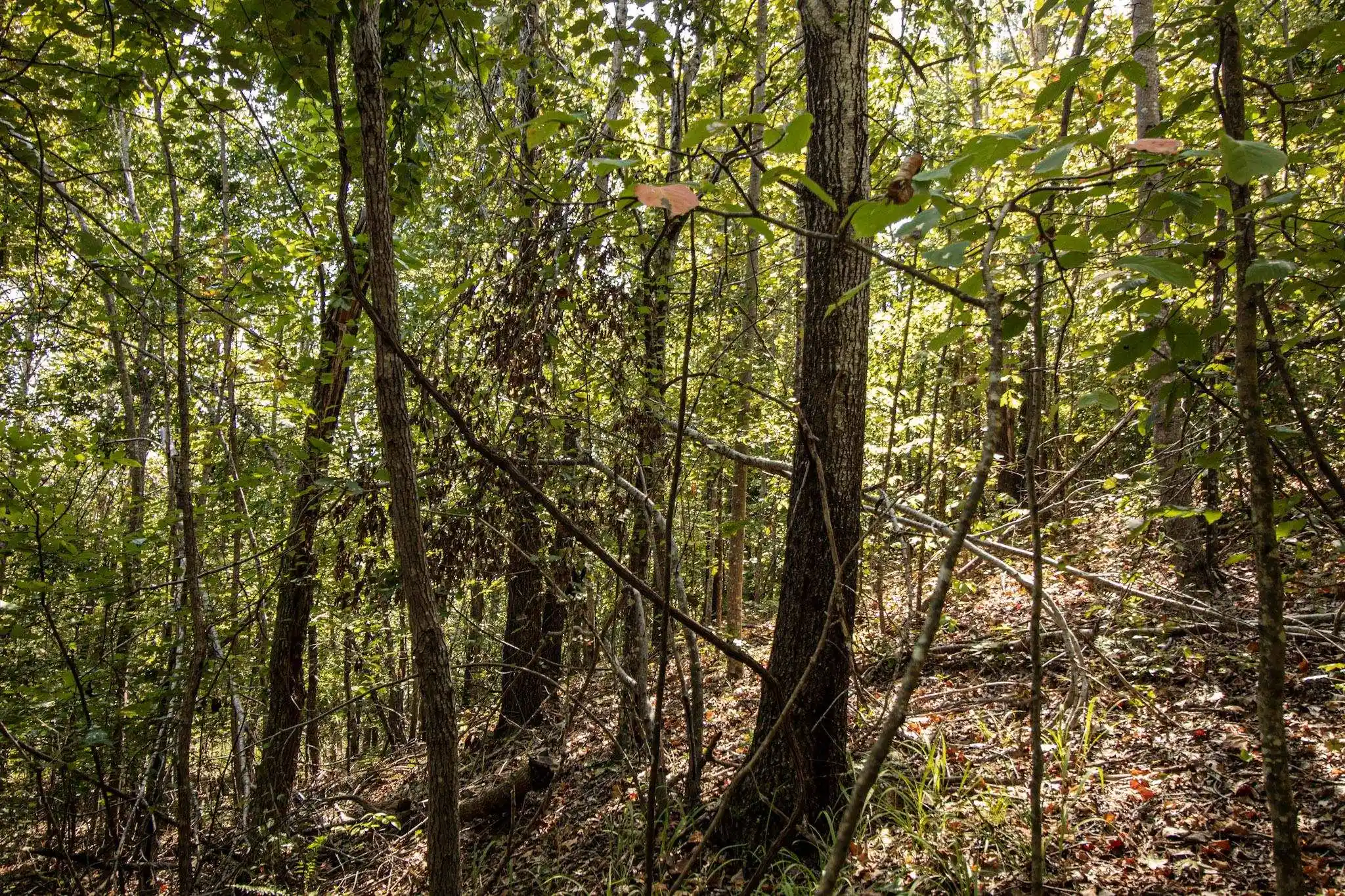 Photo 3 of Land for sale at 0 350 Highway, Counce, TN 38326 | MLS# 10231622 | Listing updated on 2026-10-02