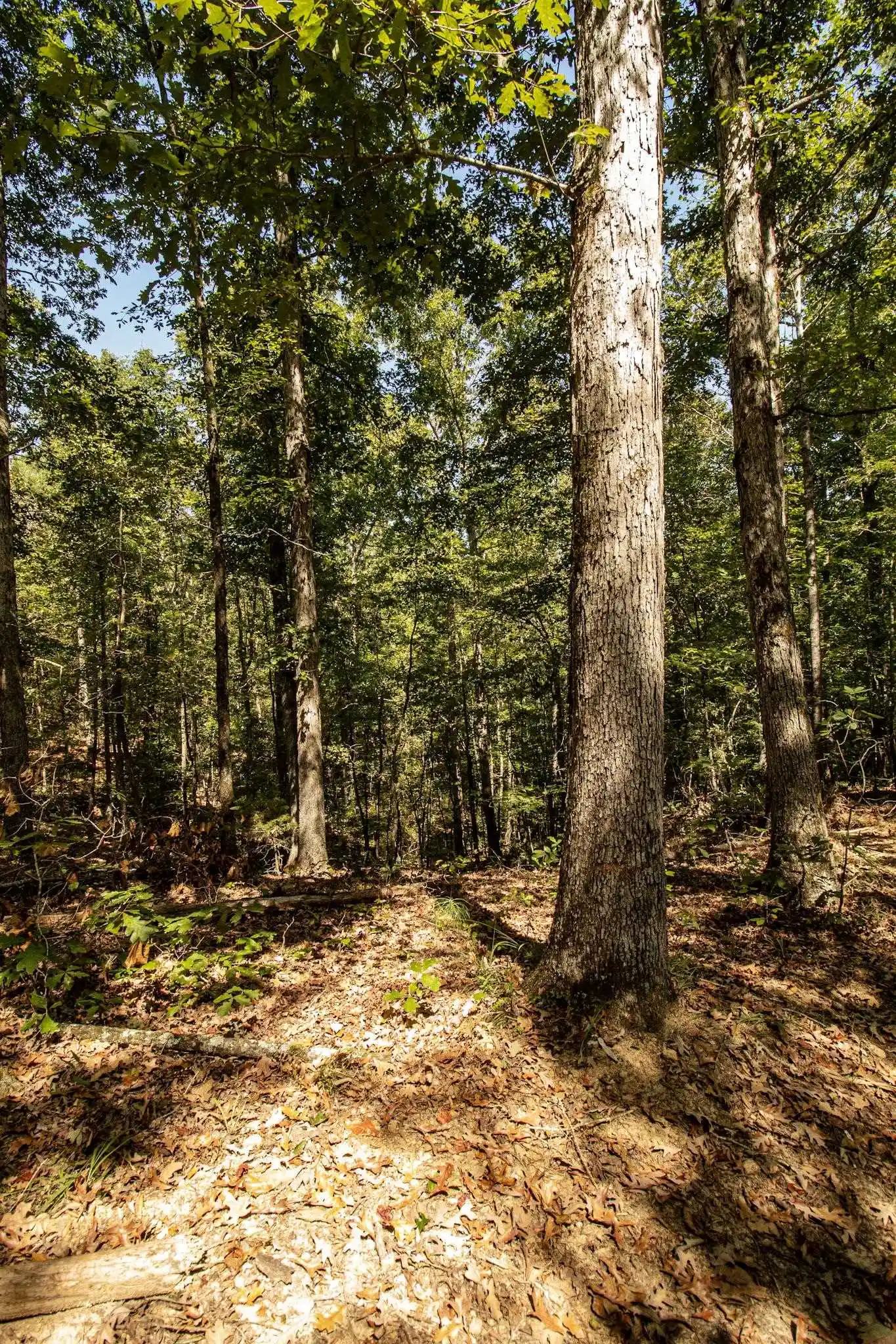 Photo 3 of Land for sale at 0 125 Highway, Toone, TN 38381 | MLS# 10231627 | Listing updated on 2026-10-02