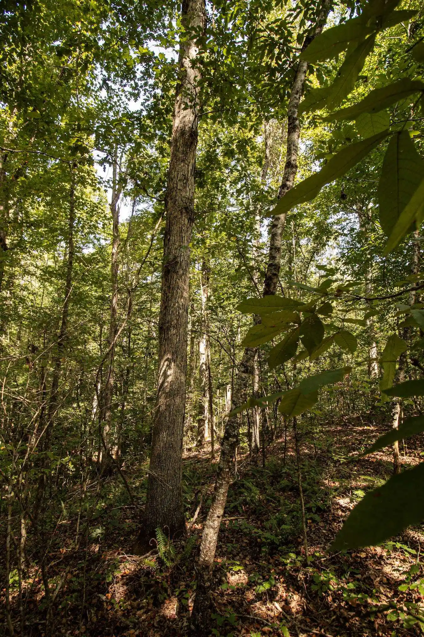 Photo 3 of Land for sale at 0 125 Highway, Toone, TN 38381 | MLS# 10231627 | Listing updated on 2026-10-02