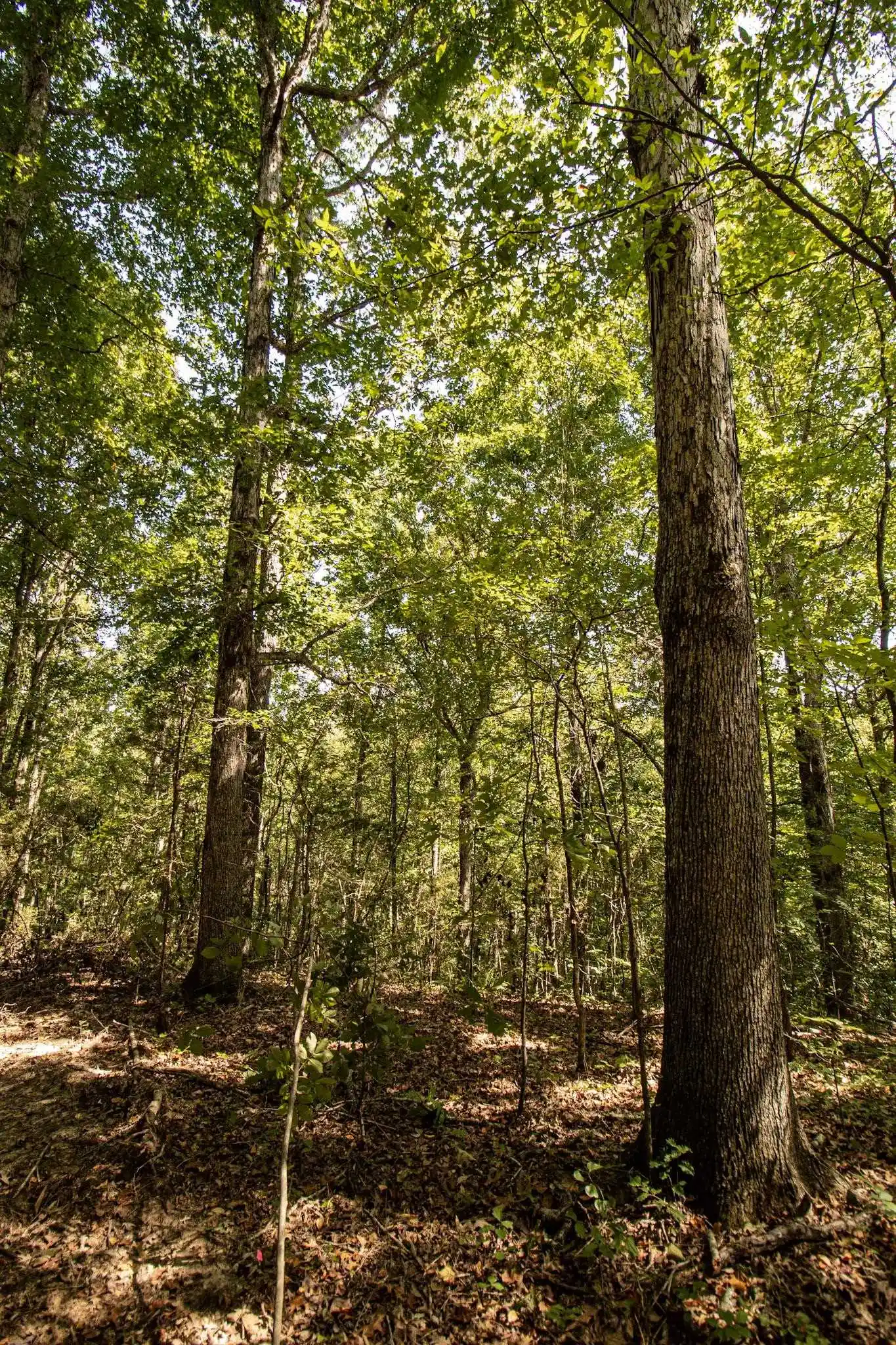 Photo 4 of Land for sale at 0 125 Highway, Toone, TN 38381 | MLS# 10231627 | Listing updated on 2026-10-02
