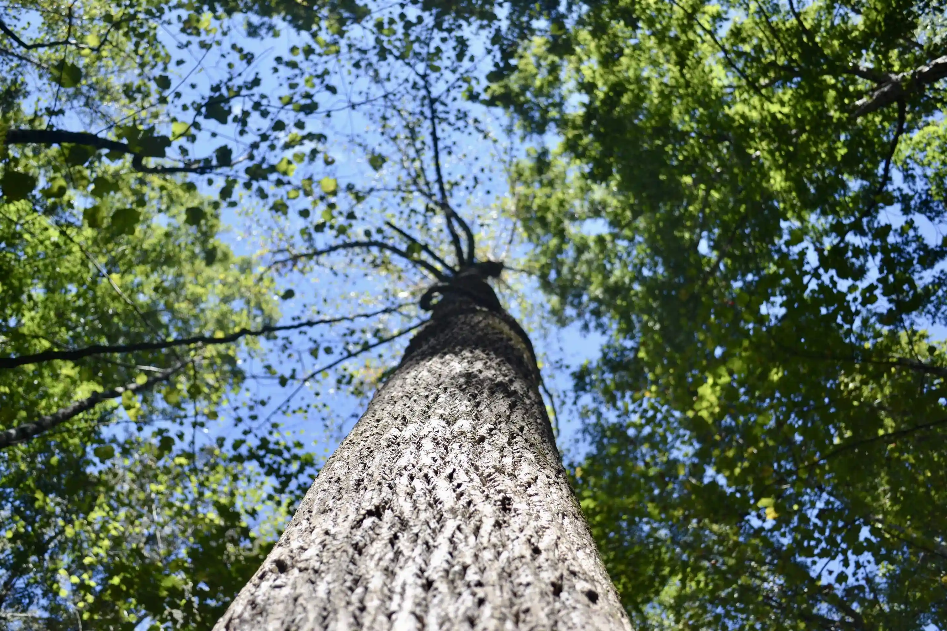 Photo 3 of Land for sale at 0 Cora Ln, Toone, TN 38381 | MLS# 10231712 | Listing updated on 2026-10-03