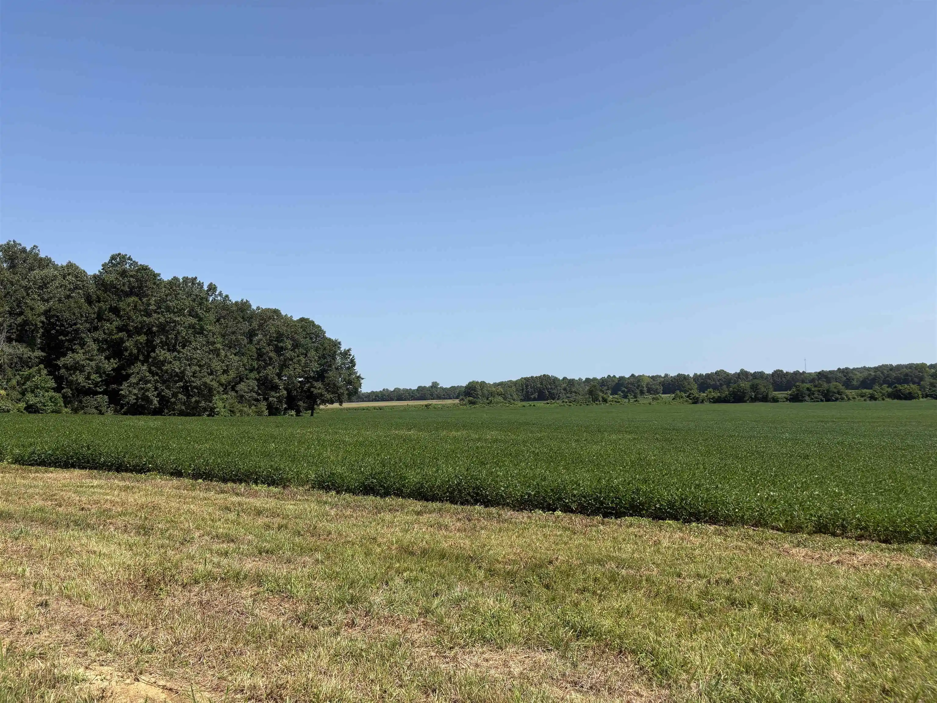 Photo 3 of Land for sale at 9539 Hardin Graveyard Rd, Morris Chapel, TN 38361 | MLS# 10231714 | Listing updated on 2026-10-03