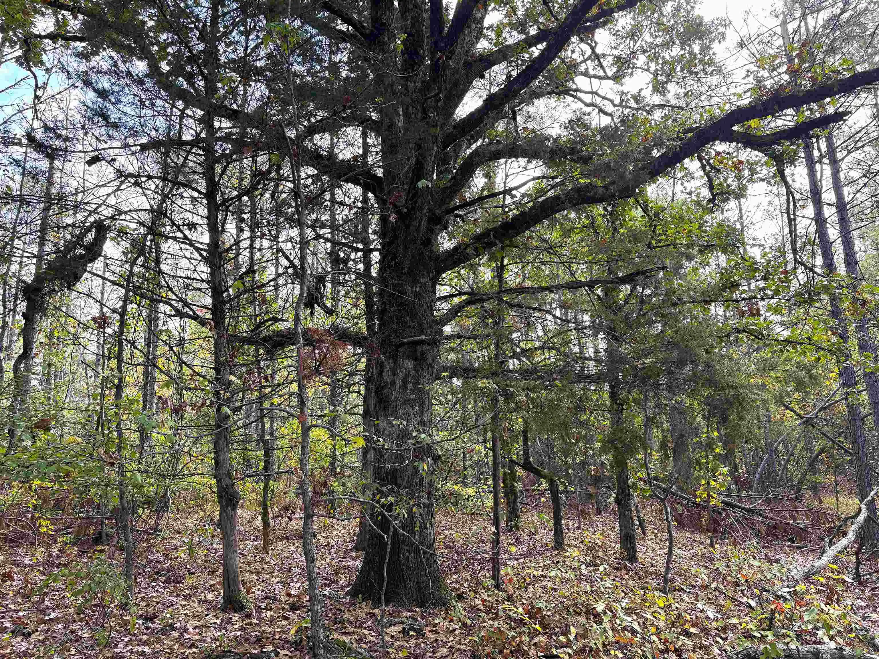Photo 2 of Land for sale at 2474 Joiner Rd, Batesville, MS 38606 | MLS# 10232137 | Listing updated on 2026-10-09