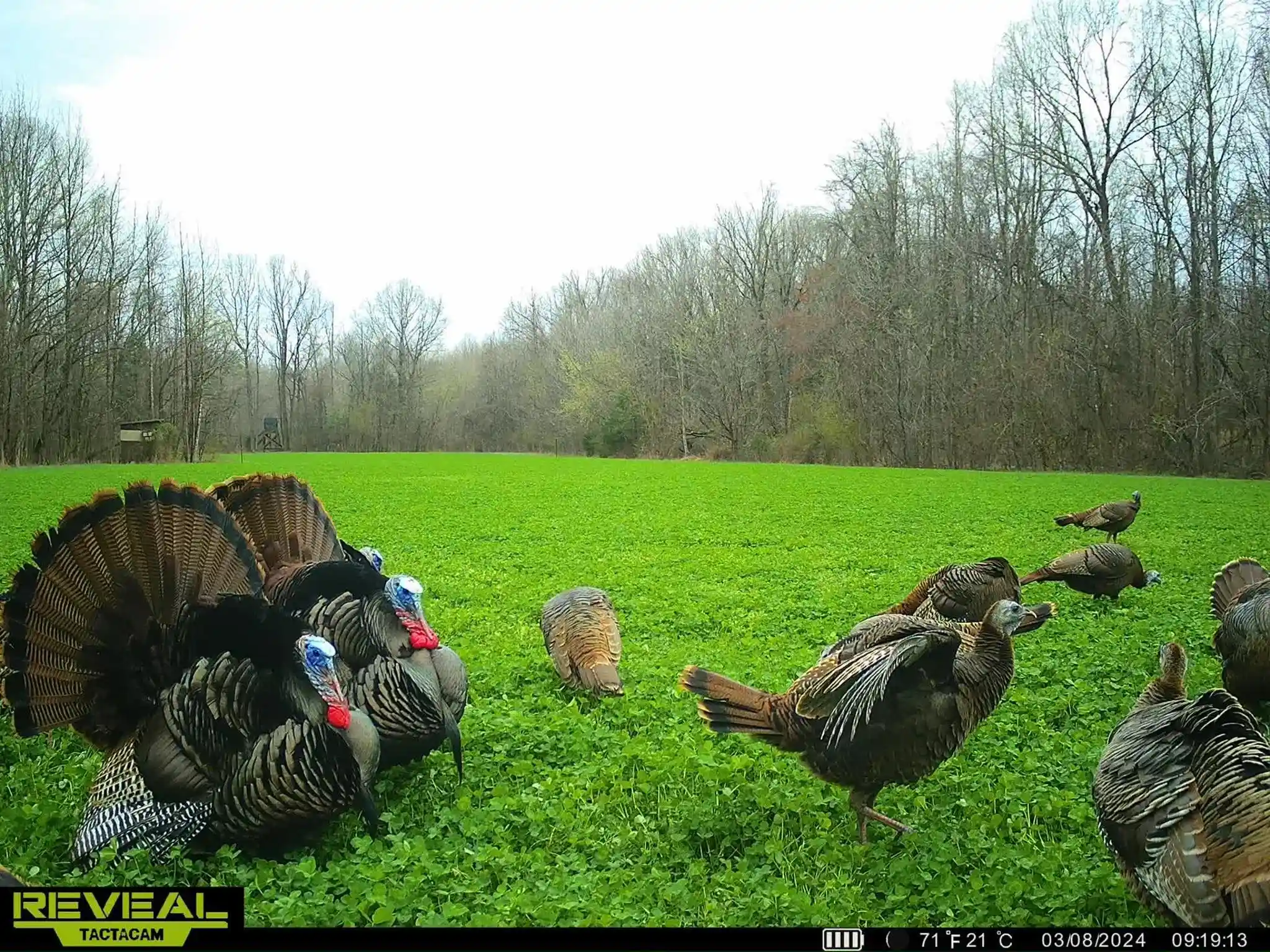 Photo 3 of Land for sale at 0 Gilliand Rd, Medon, TN 38356 | MLS# 10232434 | Listing updated on 2026-10-14