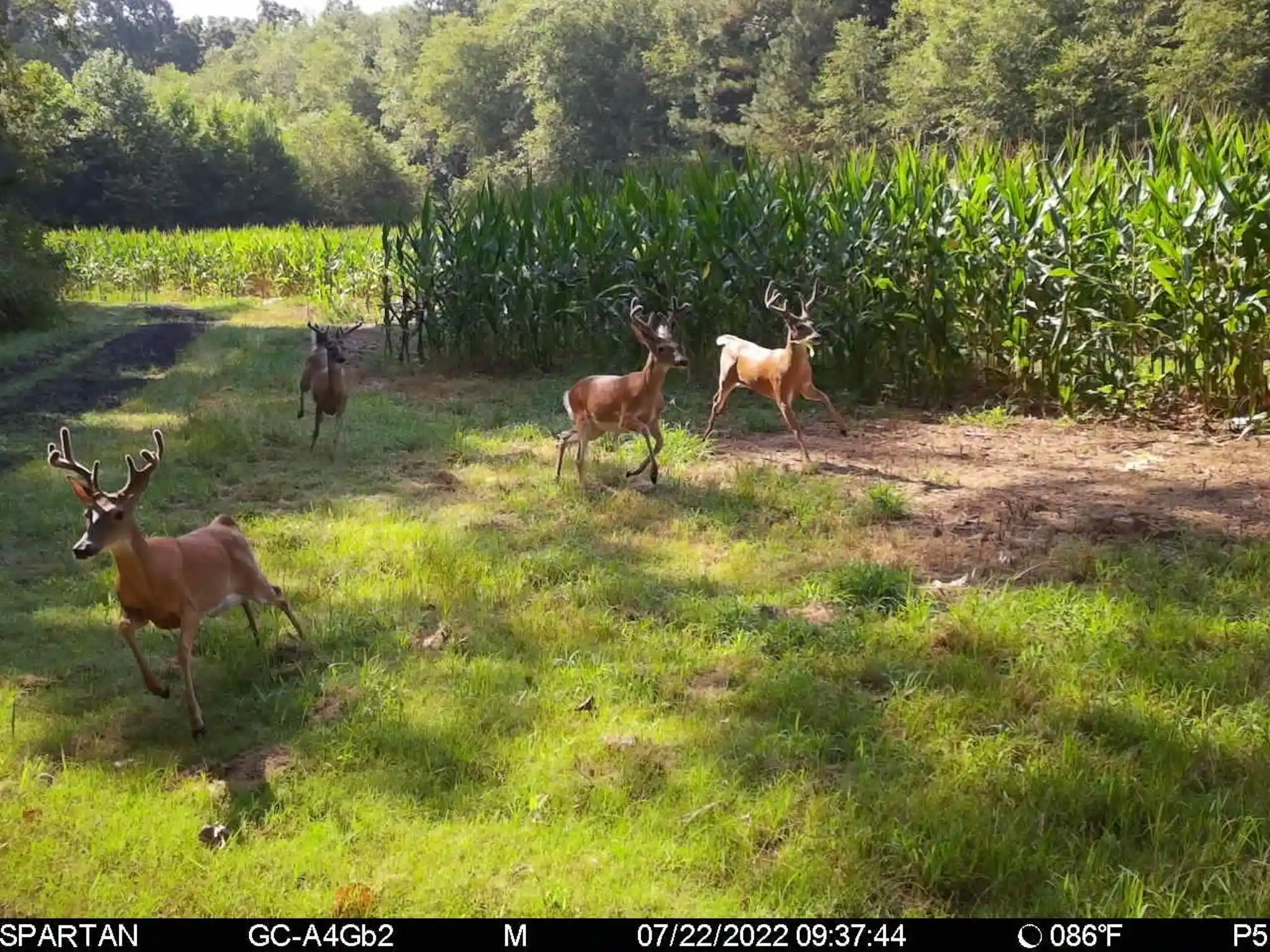 Photo 3 of Land for sale at 0 Gilliand Rd, Medon, TN 38356 | MLS# 10232434 | Listing updated on 2026-10-14