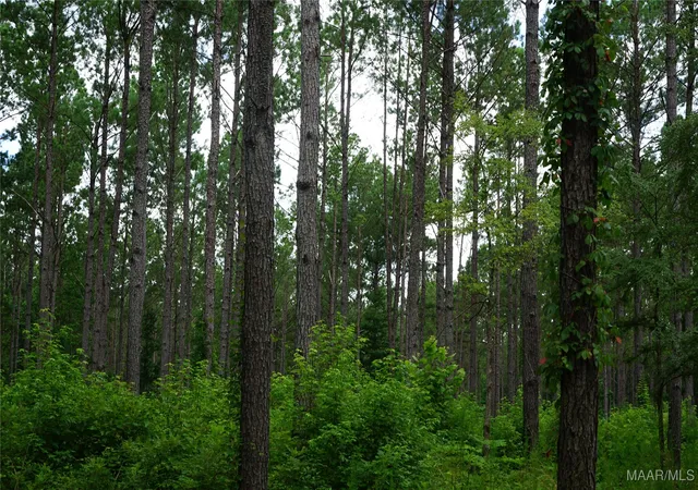 3rd image of 686 Pugh Rd, Mathews, AL 36052 | MLS# 578497