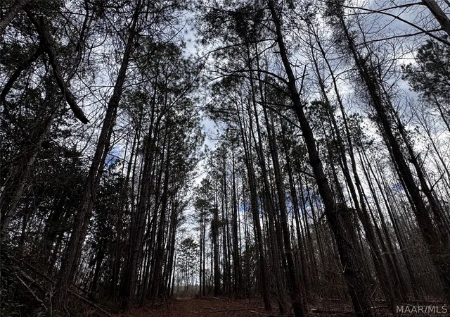 44th image of 0 County Rd, Monroeville, AL 36460 | MLS# 583580