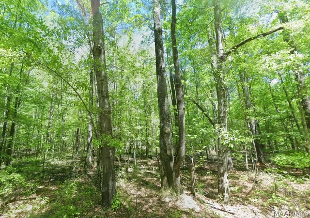Photo 4 of Land for sale at 0 County Rd 19, Hardaway, AL 36039 | MLS# 587582 | Listing updated on 2026-08-27