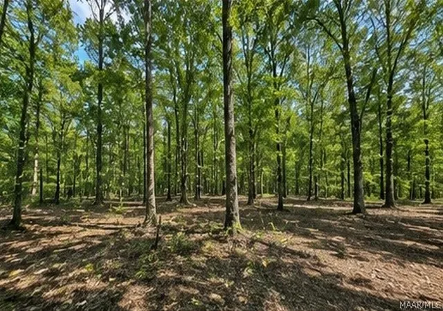 Photo 2 of Land for sale at 0 Sipsey Overlook Rd, Double Springs, AL 35553 | MLS# 589314 | Listing updated on 2026-08-28