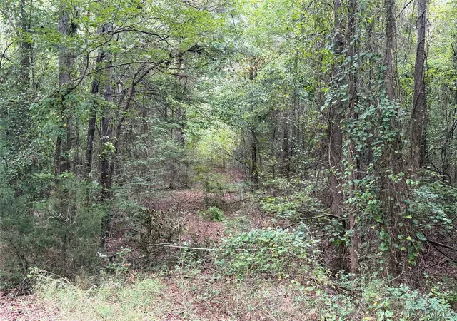 Photo 2 of Land for sale at 00 County Rd 44, Autaugaville, AL 36003 | MLS# 590681 | Listing updated on 2026-09-24
