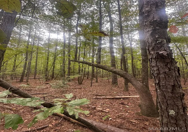 Photo 3 of Land for sale at 1620 Grass Farm Rd, Titus, AL 36080 | MLS# 590974 | Listing updated on 2026-10-04