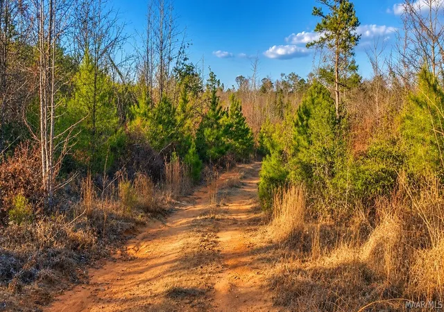 Photo 3 of Land for sale at 0 Brownin Rd, Ralph, AL 35480 | MLS# 591102 | Listing updated on 2026-10-07