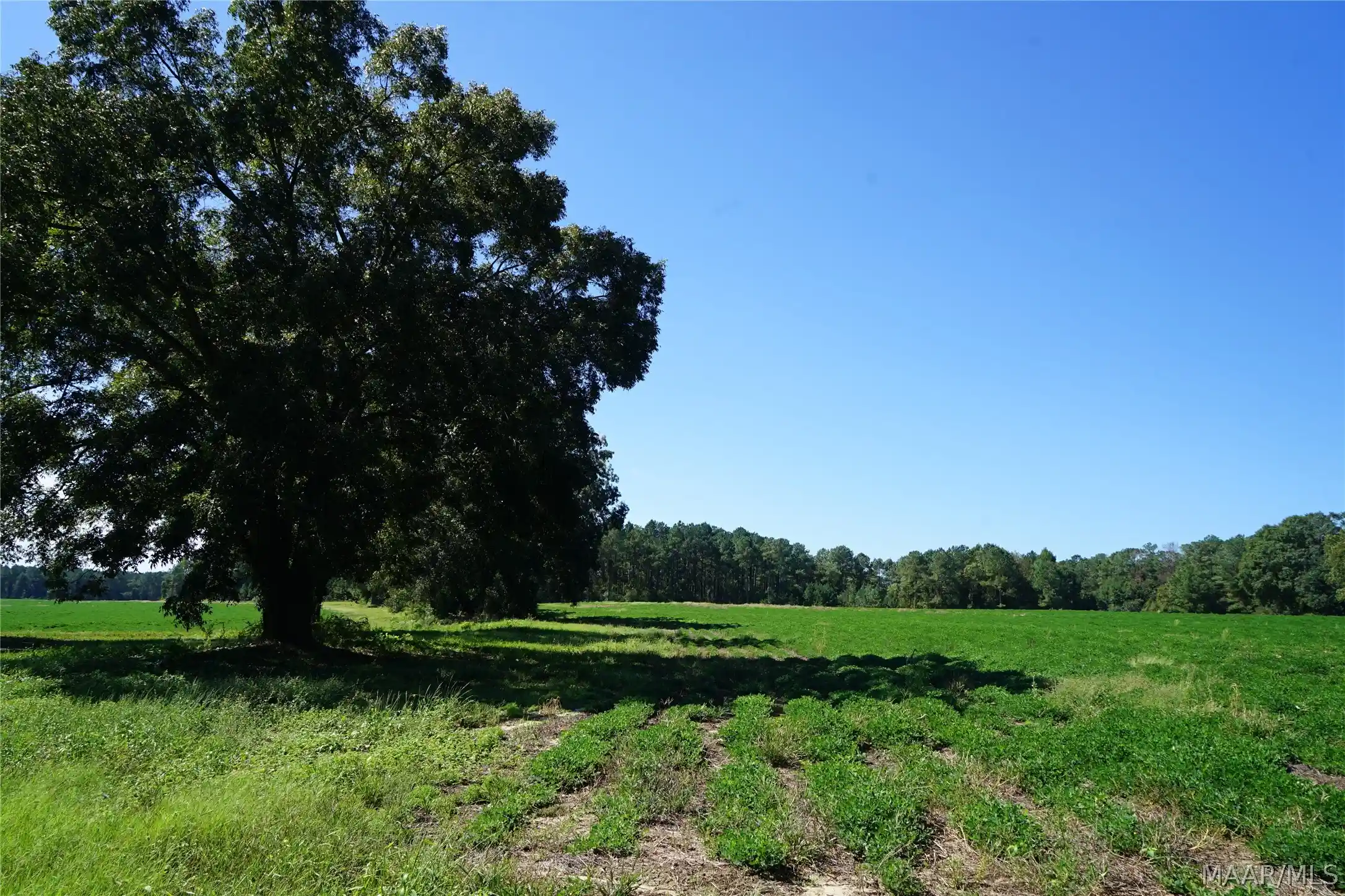 Photo 1 of Land for sale at 216 County Rd 215 Cir, Ariton, AL 36010 | MLS# 591161 | Listing updated on 2026-10-09