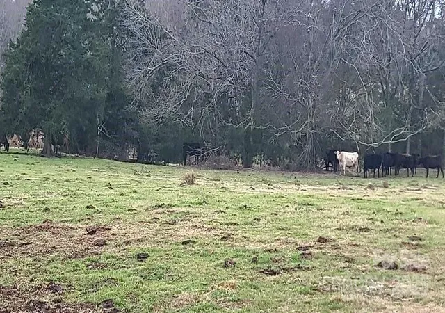 Photo 4 of Land for sale at Tbd Willie Usher Rd, Lancaster, SC 29720 | MLS# 4219339 | Listing updated on 2026-04-15