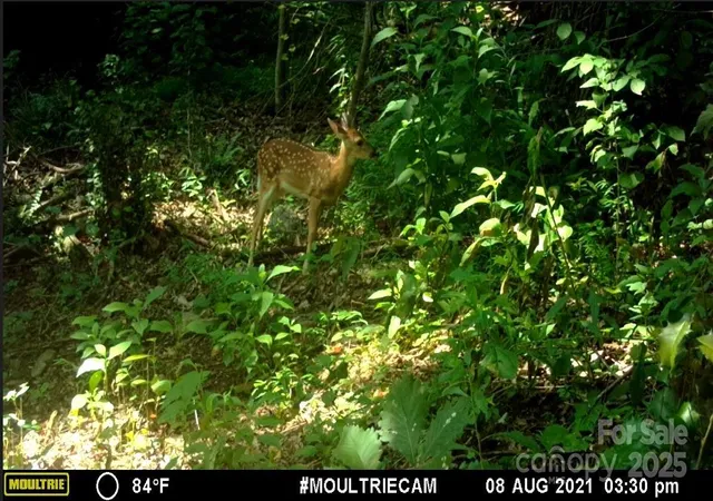 Photo 16 of Land for sale at 00 Hendren Rd, Moravian Falls, NC 28654 | MLS# 4266109 | Listing updated on 2026-07-29