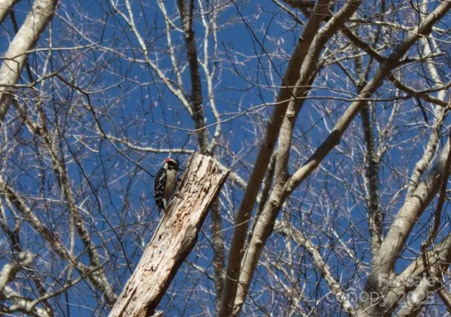 Photo 4 of Land for sale at 0 Cinnamon Ridge #404, Rutherfordton, NC 28139 | MLS# 4295591 | Listing updated on 2025-12-30